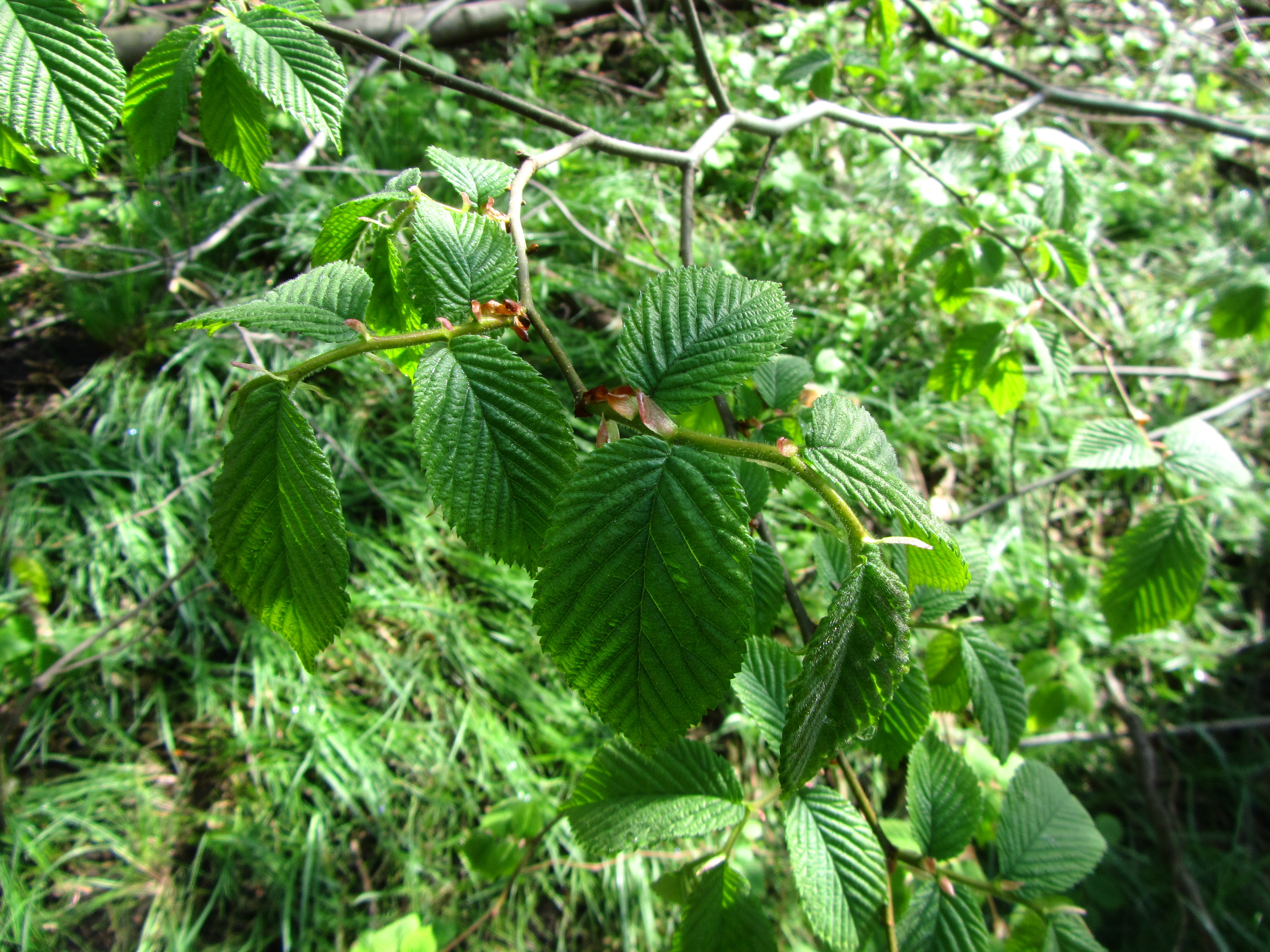 Descarga gratis la imagen Hoja, Tierra/naturaleza en el escritorio de tu PC