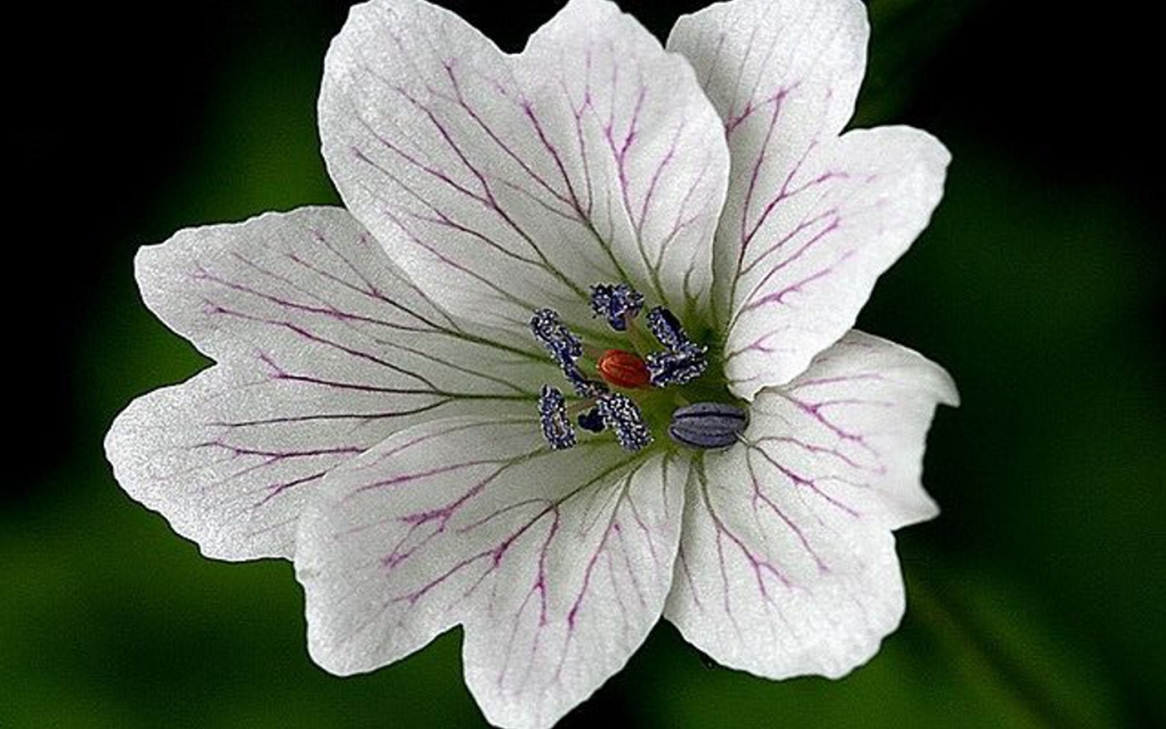 Descarga gratuita de fondo de pantalla para móvil de Flor, De Cerca, Tierra, Flor Blanca, Tierra/naturaleza.