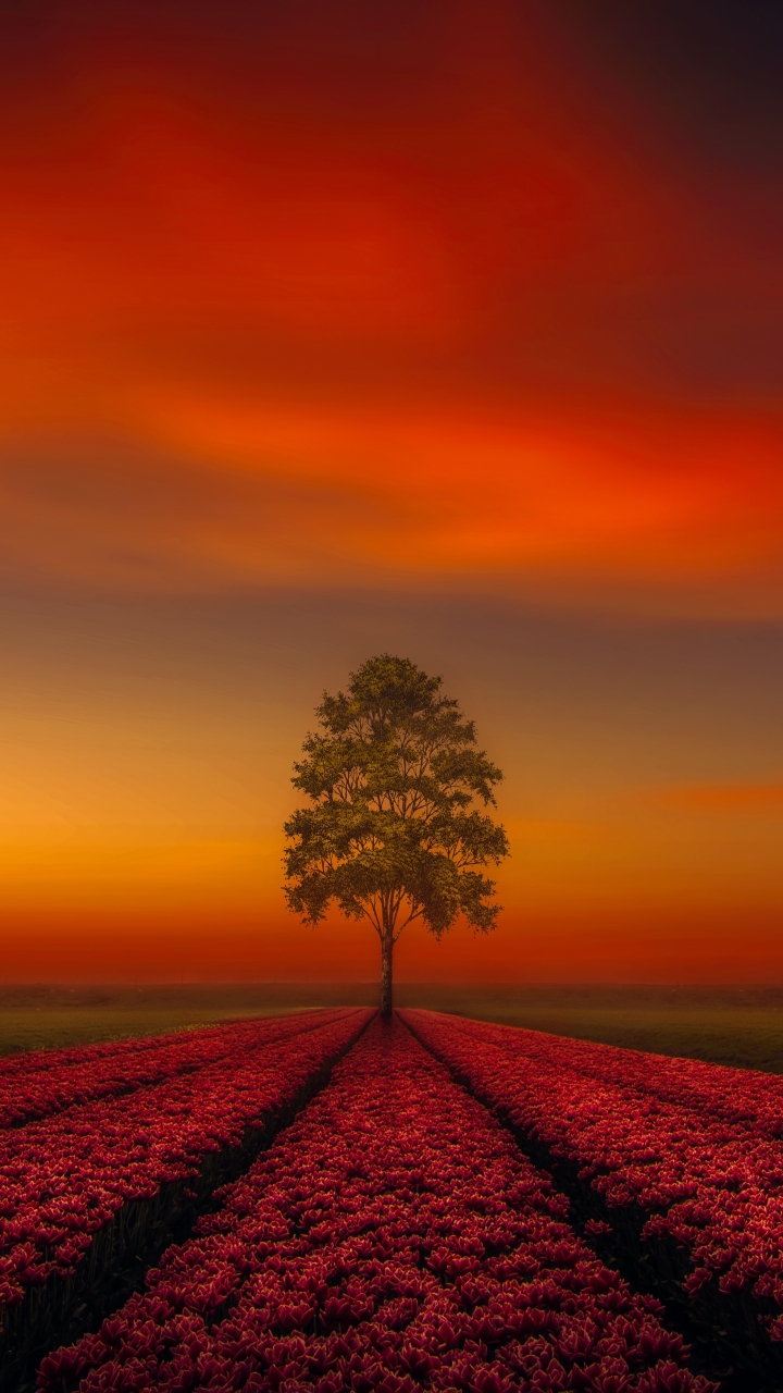 Download mobile wallpaper Nature, Sky, Horizon, Flower, Tree, Artistic, Tulip, Pink Flower, Lonely Tree for free.