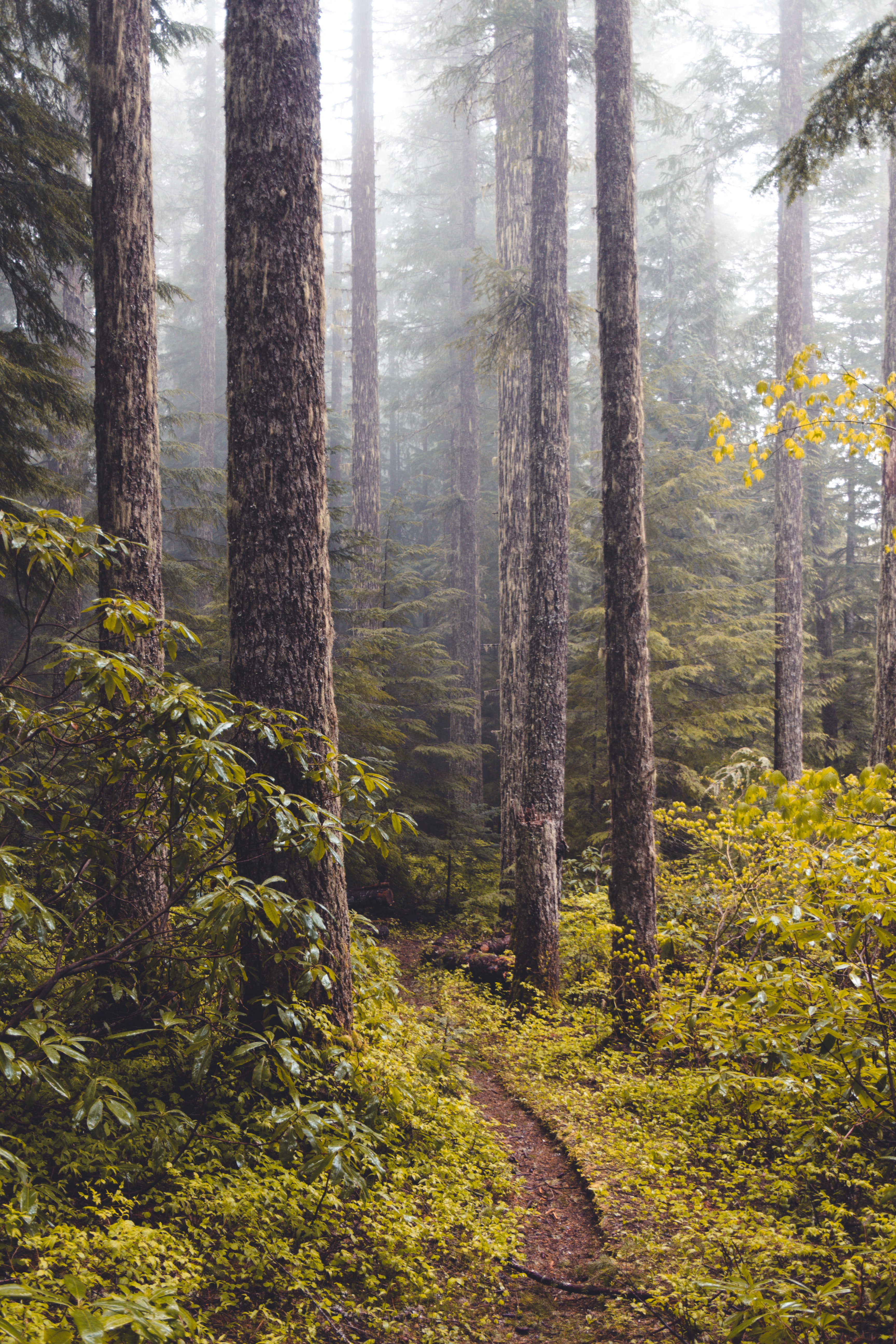Laden Sie das Natur, Bäume, Bush, Pfad, Nebel, Wald-Bild kostenlos auf Ihren PC-Desktop herunter