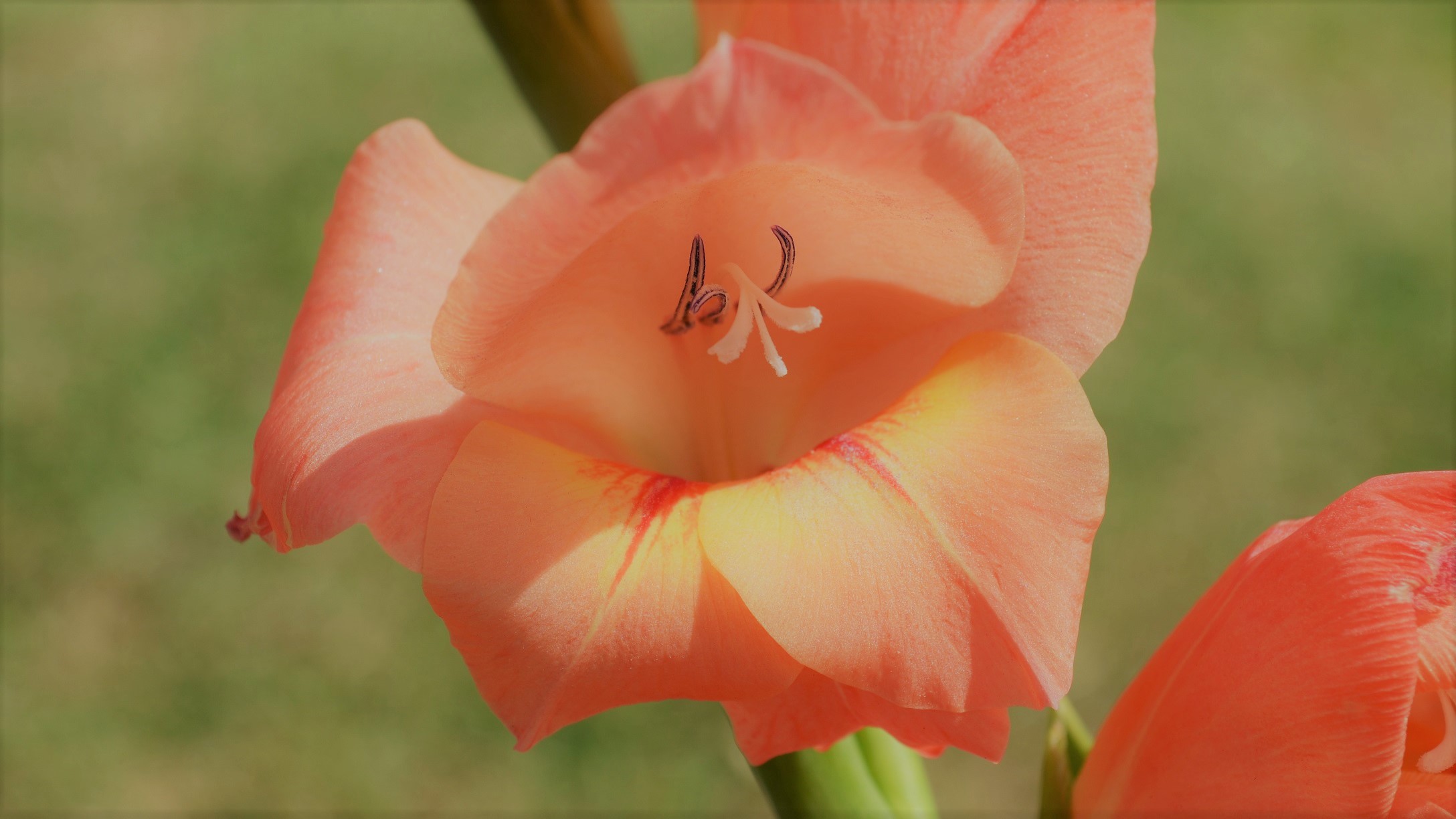 nature, earth, gladiolus, close up, flower, peach flower, flowers