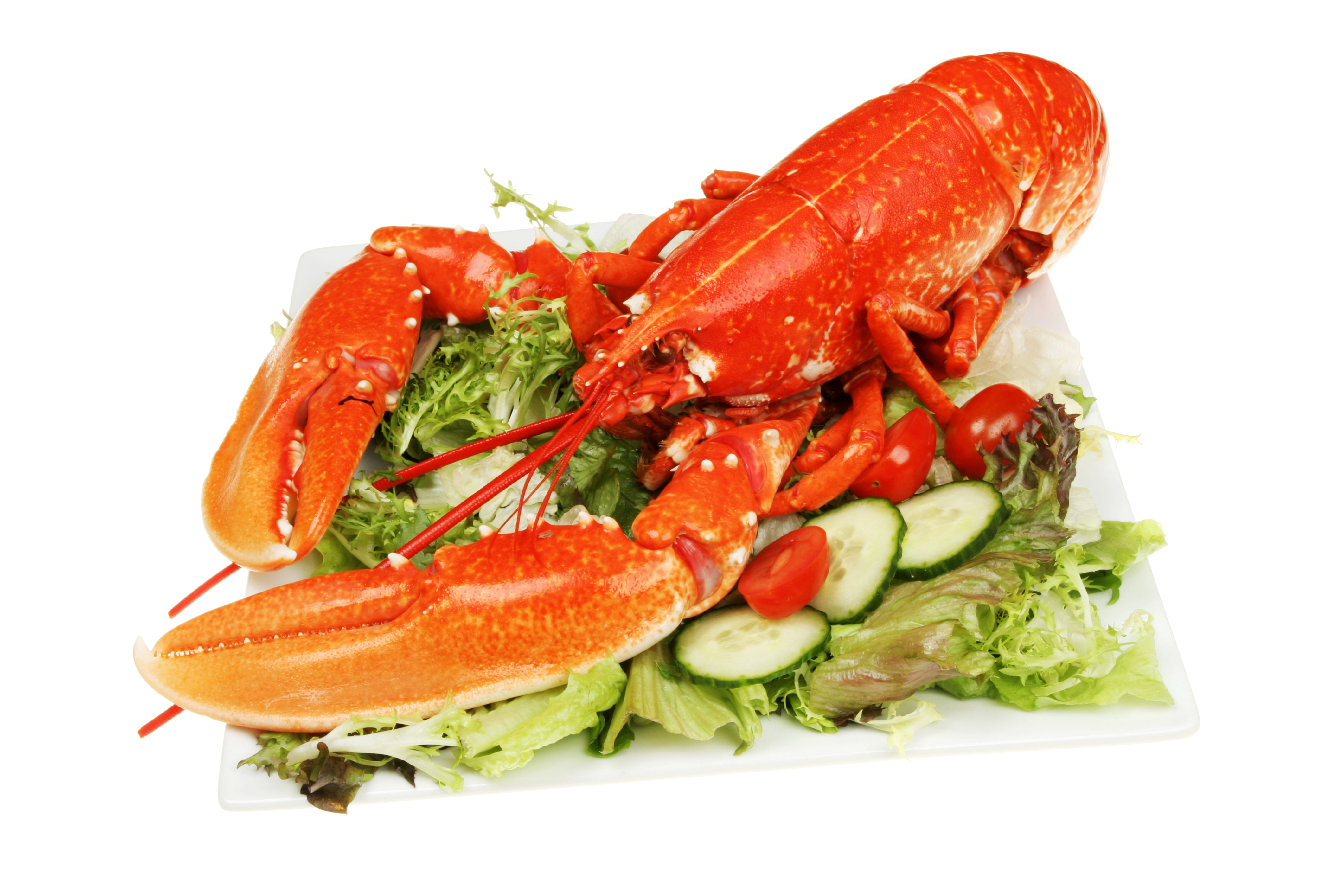 food, lobster, meal, seafood