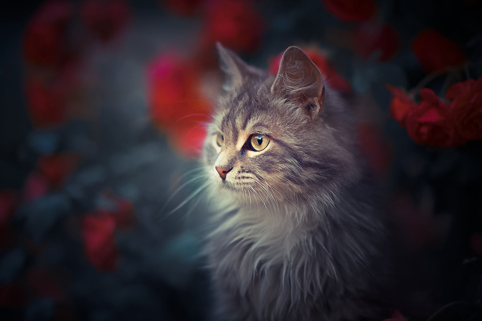 Download mobile wallpaper Cat, Cats, Animal for free.