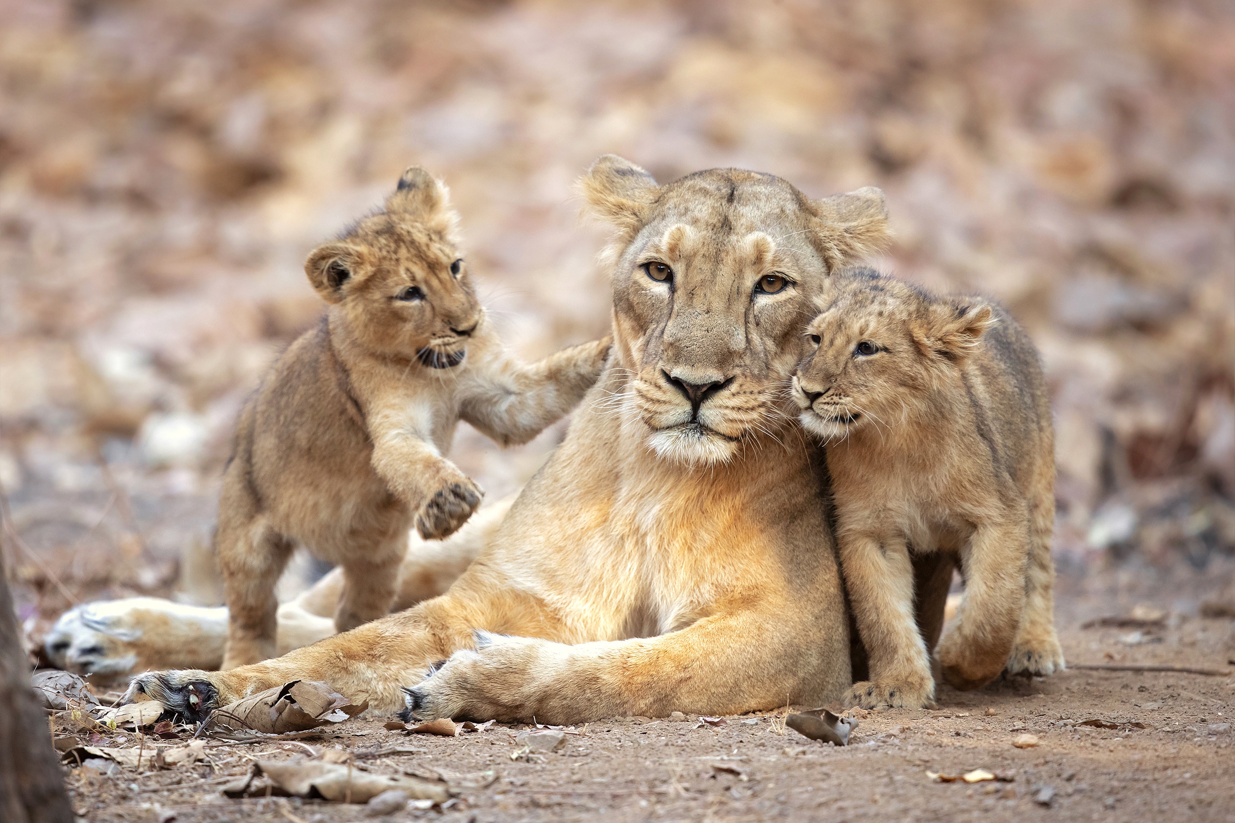 Free download wallpaper Cats, Lion, Lioness, Animal, Baby Animal, Cub on your PC desktop