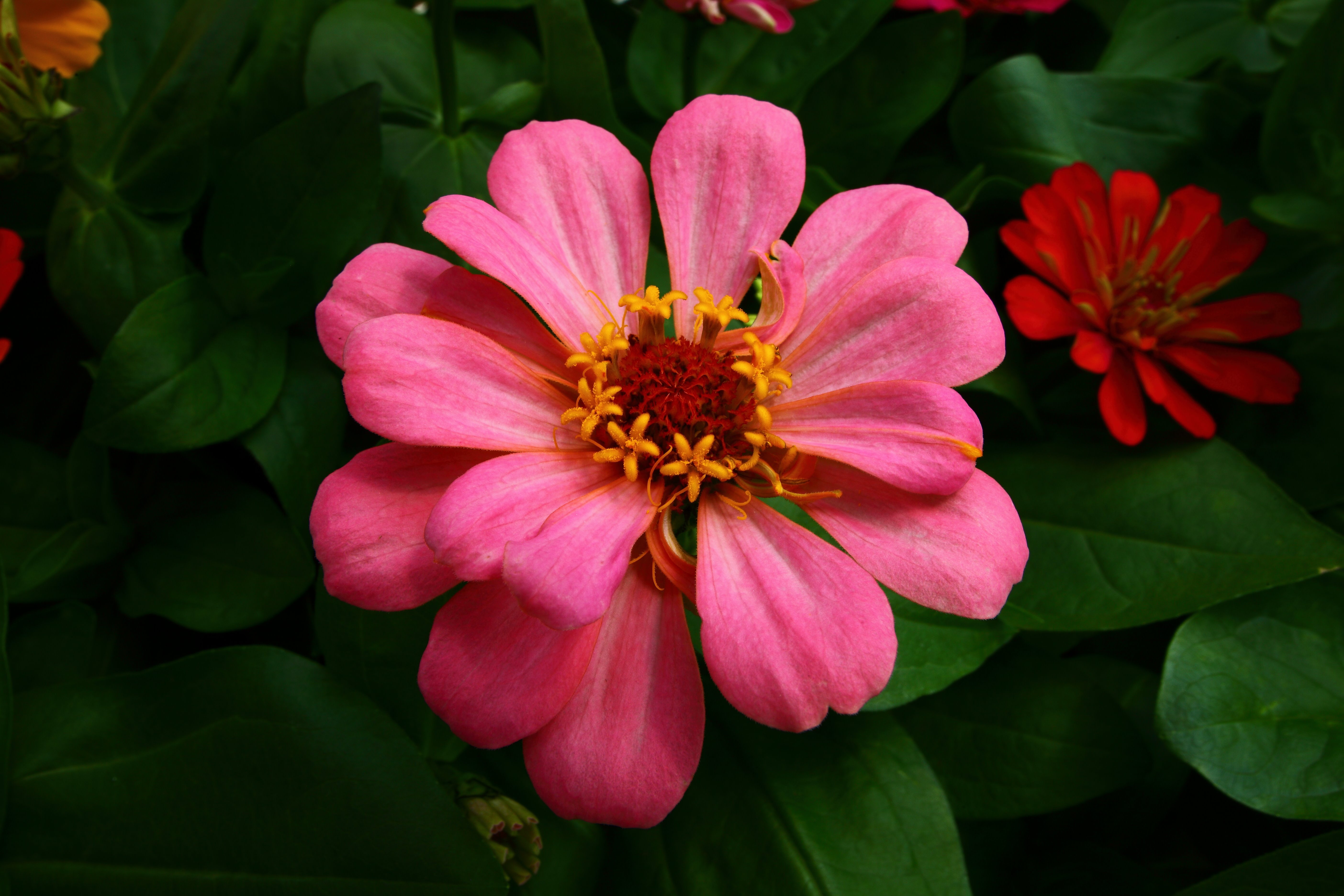 Baixar papel de parede para celular de Flores, Flor, Flor Rosa, Fechar Se, Pétala, Terra/natureza gratuito.