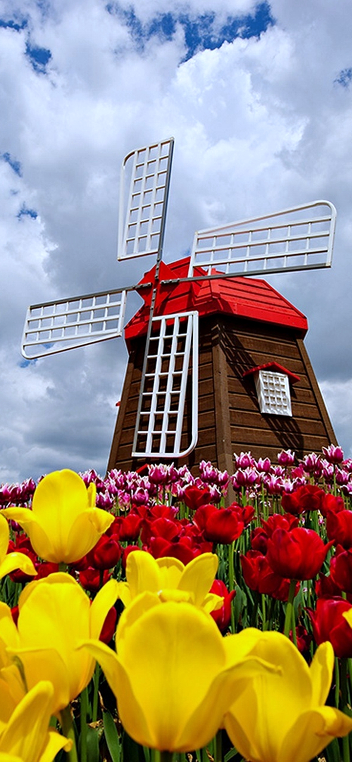 Download mobile wallpaper Flower, Tulip, Windmill, Man Made for free.