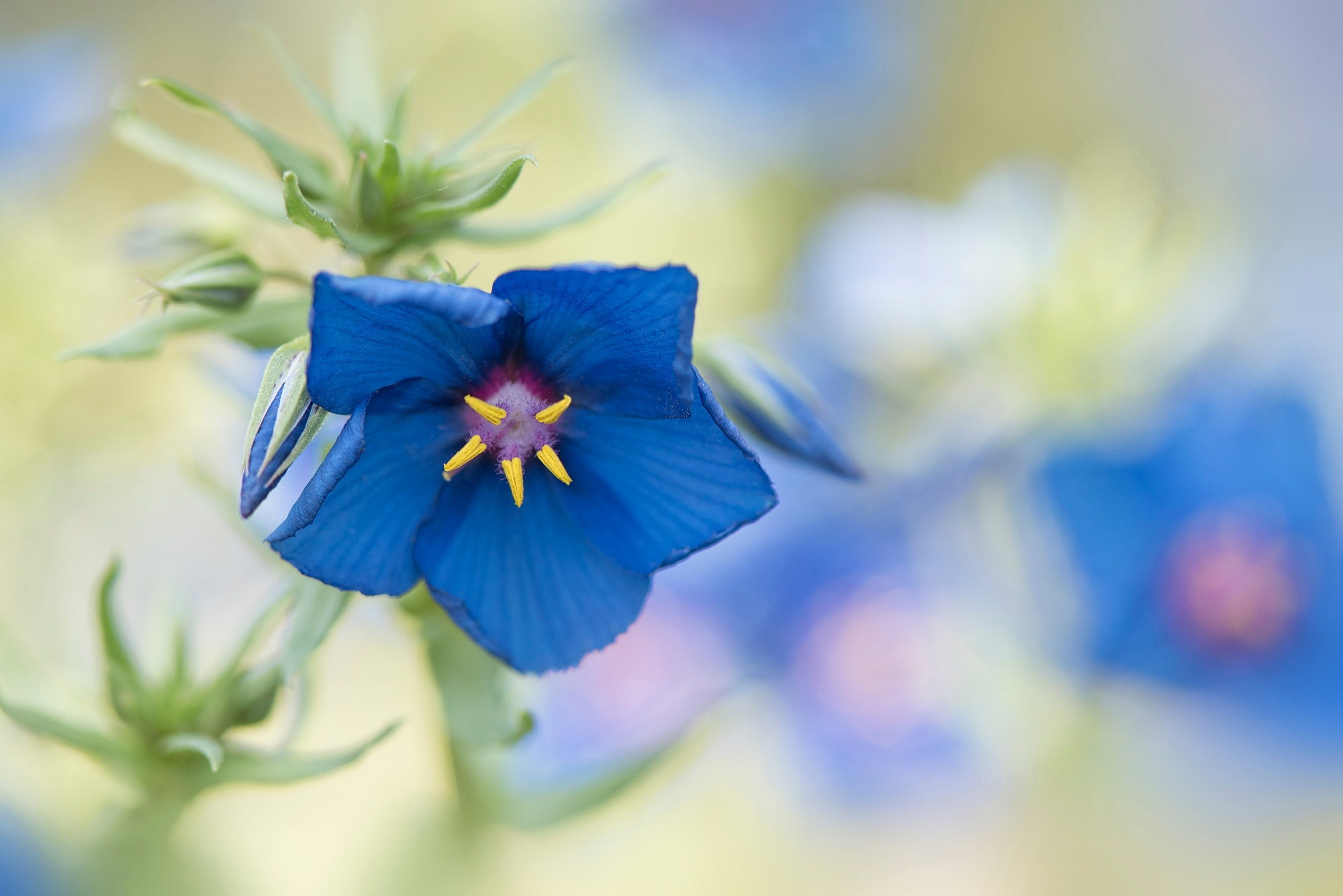 Descarga gratuita de fondo de pantalla para móvil de Naturaleza, Flores, Flor, Tierra/naturaleza, Flor Azul.