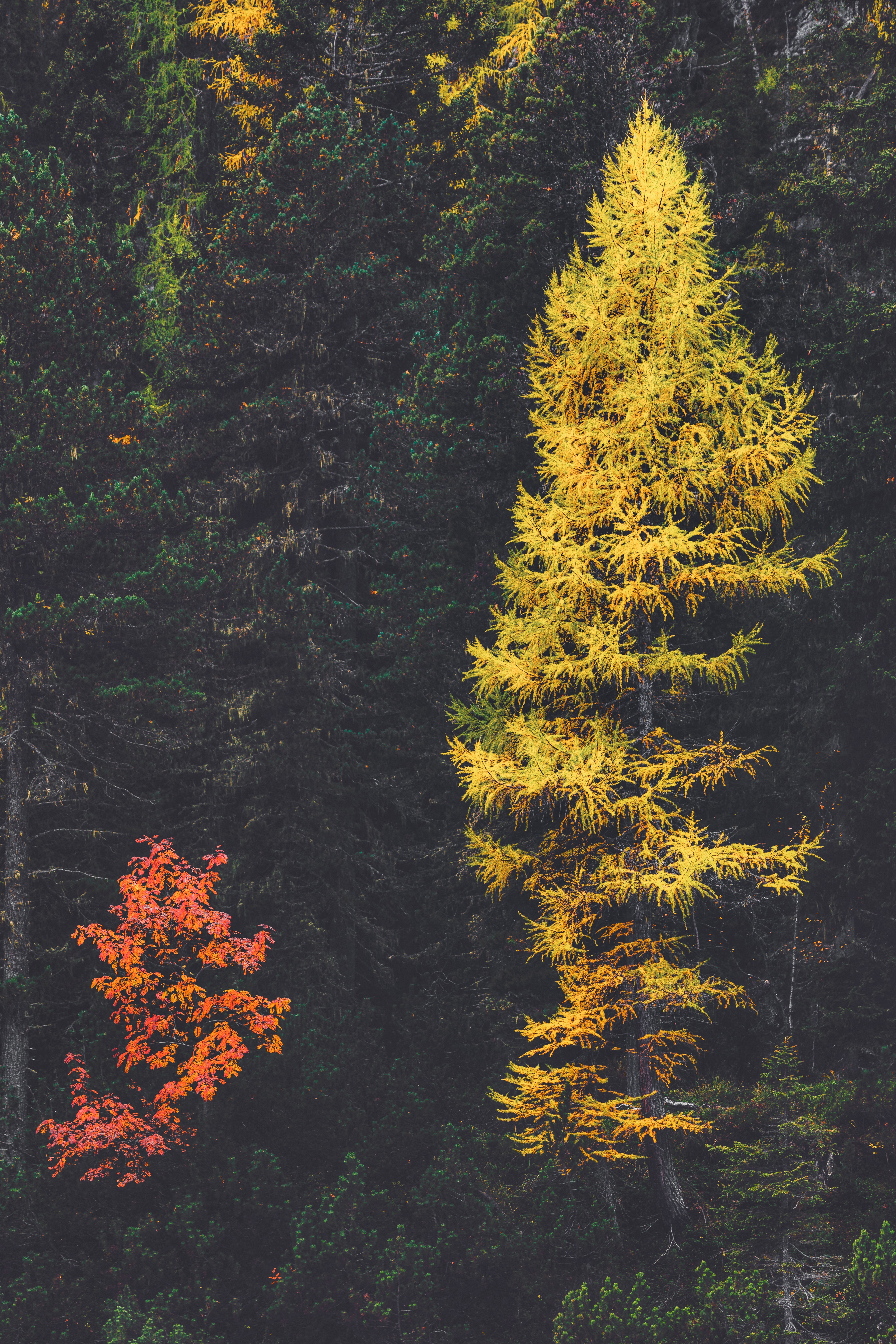nature, trees, coniferous, forest, larch Full HD
