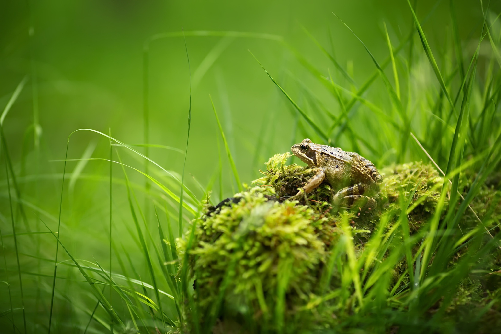 Free download wallpaper Frogs, Animal, Moss, Frog, Amphibian on your PC desktop