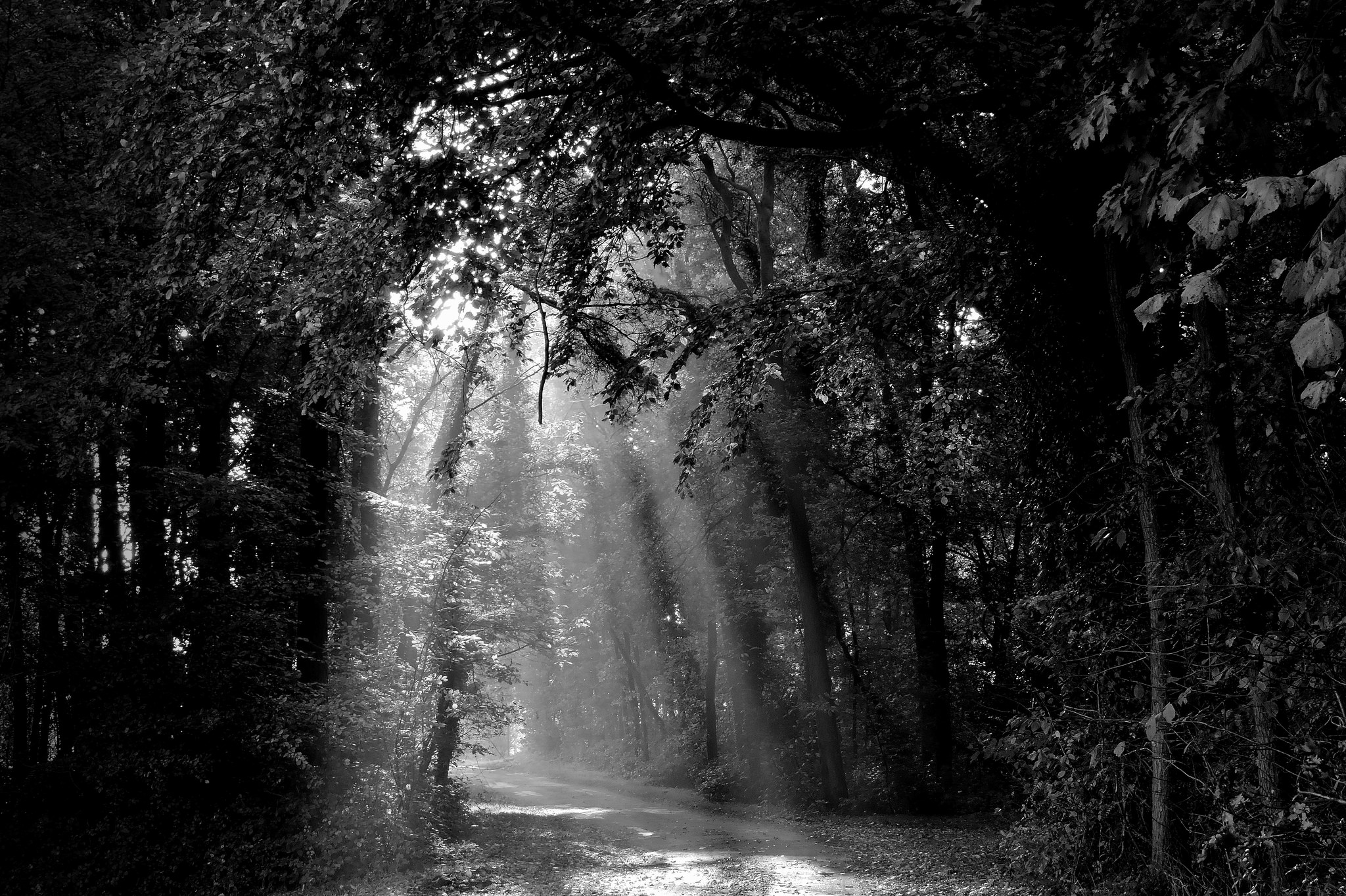 Download mobile wallpaper Nature, Forest, Earth, Path, Sunbeam, Black & White, Dirt Road for free.