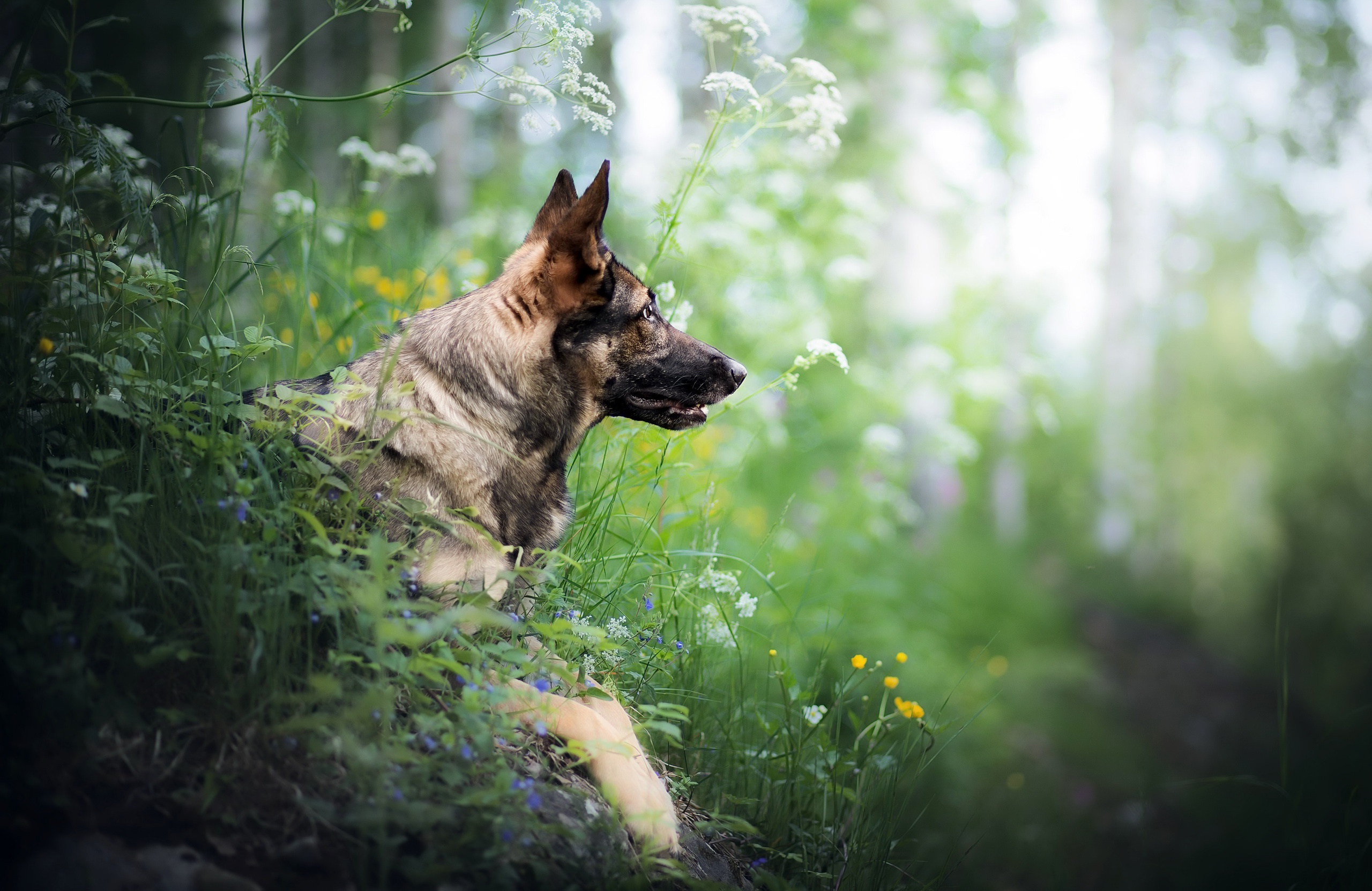 Handy-Wallpaper Tiere, Natur, Hunde, Blume, Hund, Schäferhund, Tiefenschärfe kostenlos herunterladen.