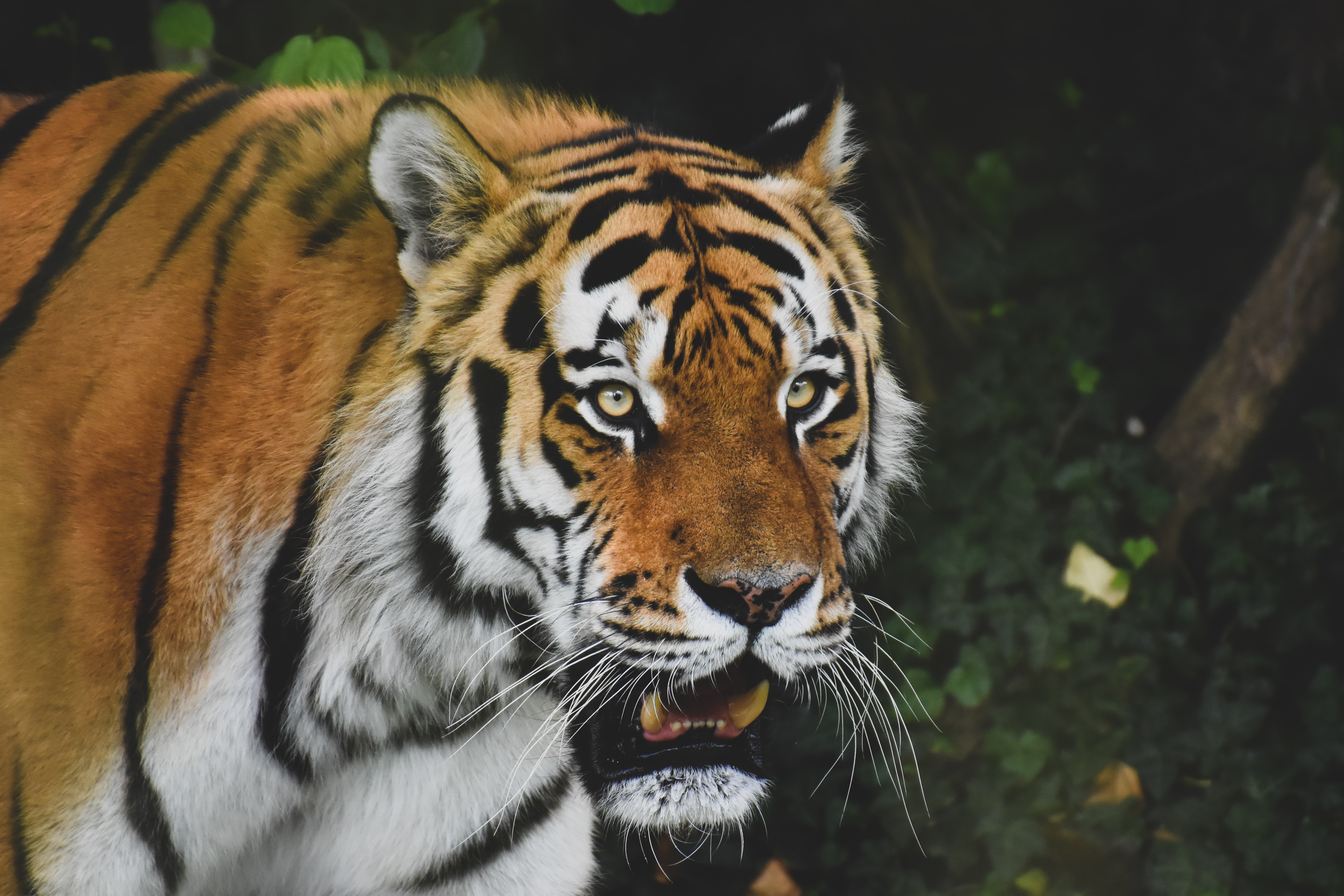 Free download wallpaper Animals, Predator, Opinion, Sight, Tiger, Roar, Big Cat, Animal on your PC desktop