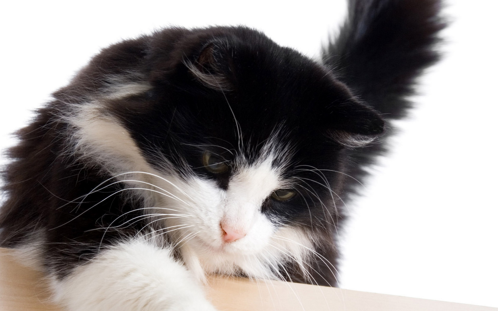 Free download wallpaper Cat, Animal on your PC desktop