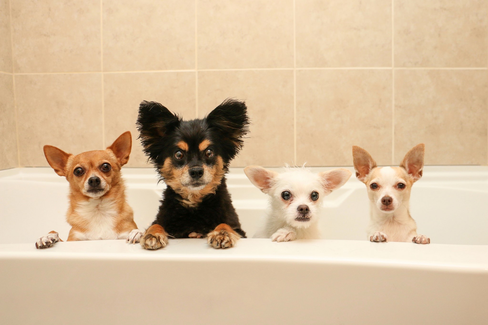 417809 скачать картинку животные, собака, ванна, милые, глазеть, собаки - обои и заставки бесплатно