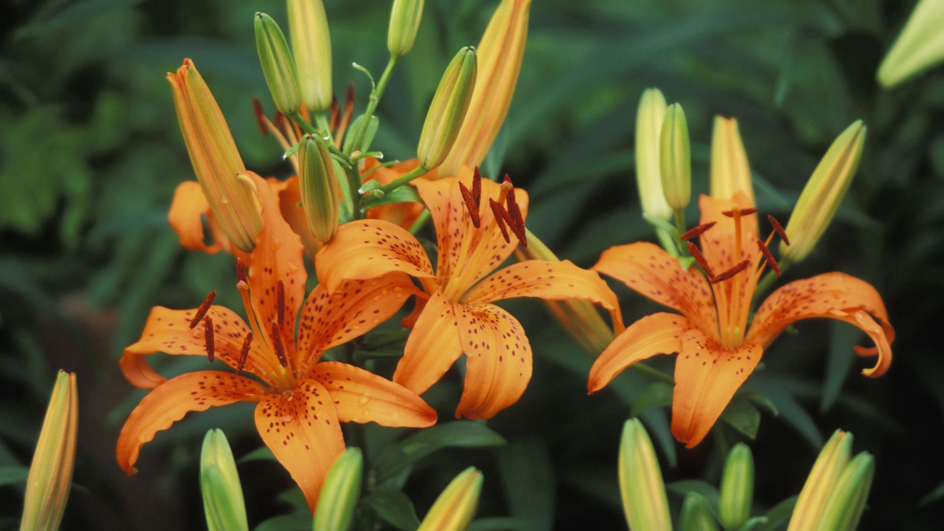 flowers, lilies, points, point, buds, stamens