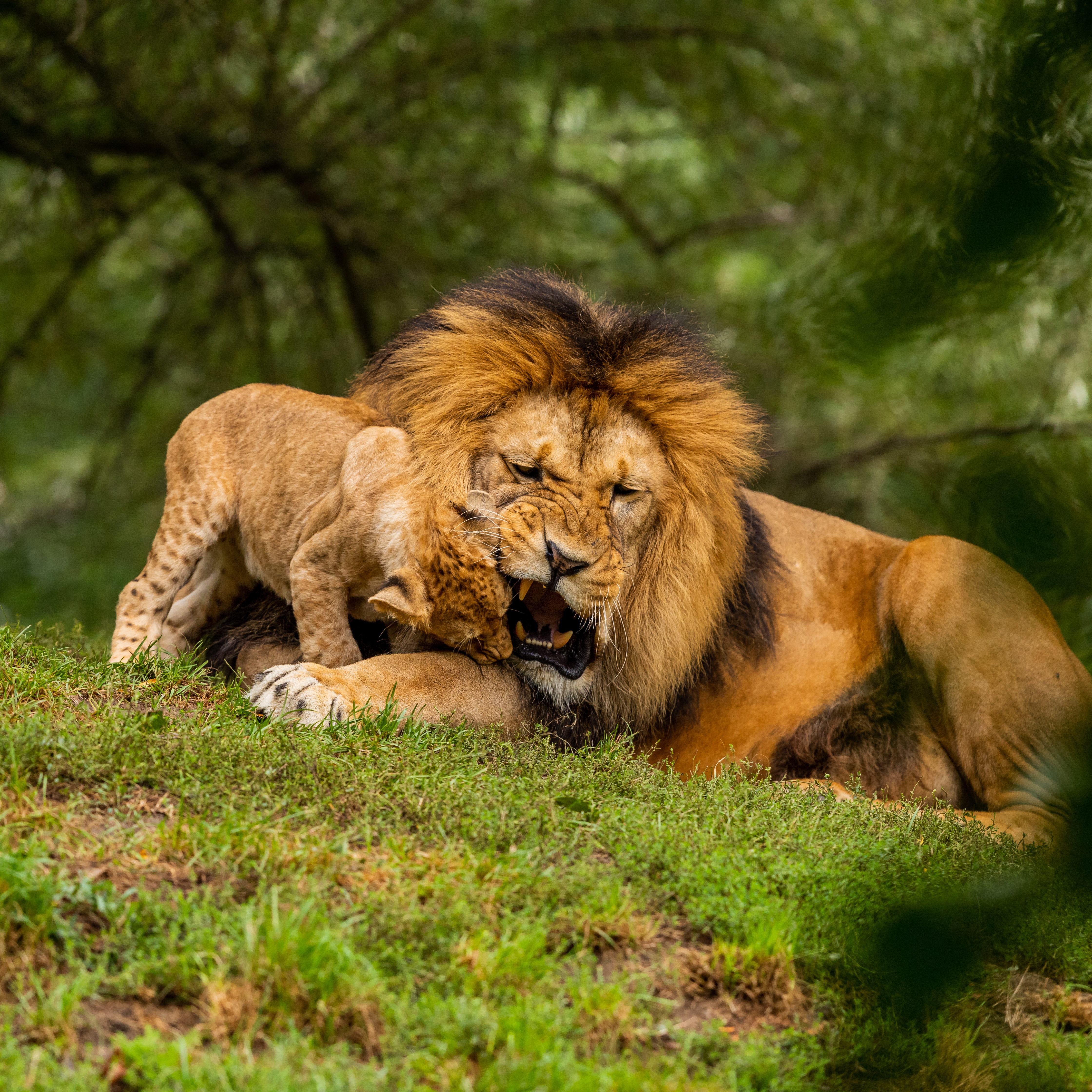Download mobile wallpaper Young, Playful, Joey, Animals, Predator, Wildlife, Lion for free.
