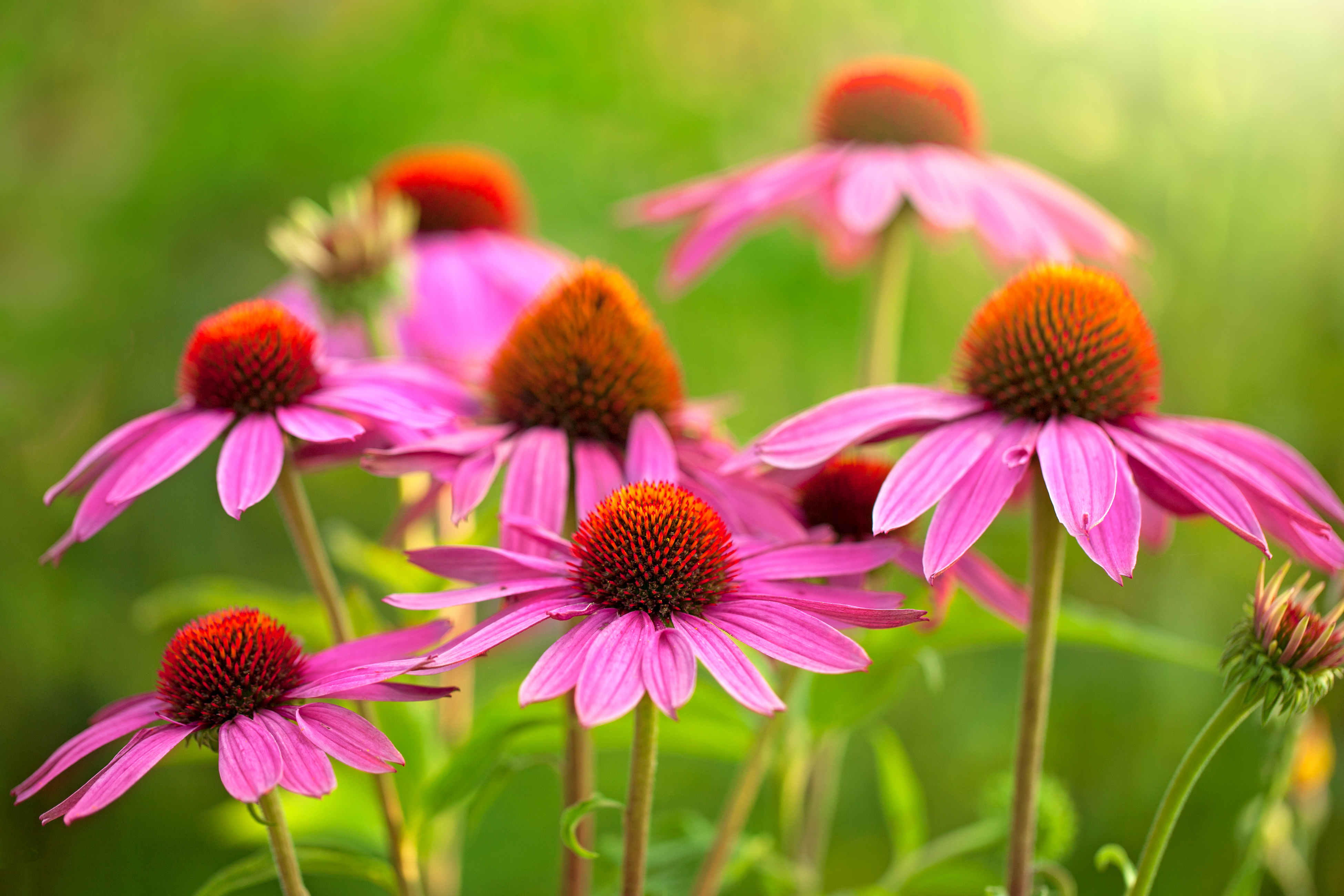 Free download wallpaper Nature, Flowers, Flower, Close Up, Earth, Pink Flower on your PC desktop