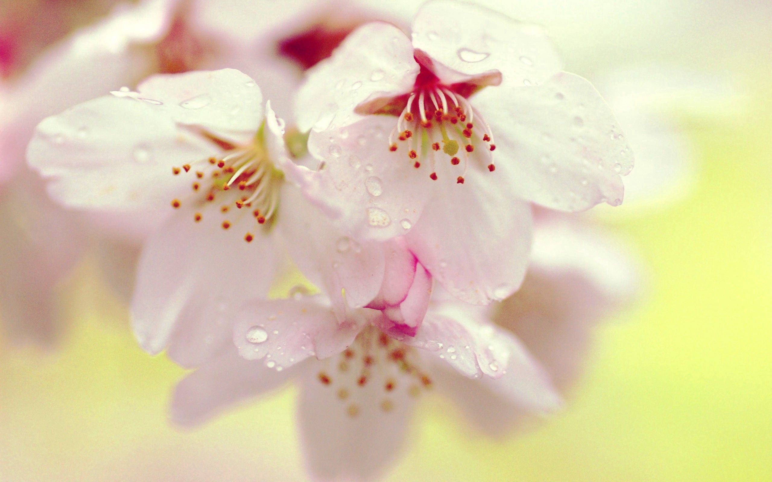 Laden Sie das Drops, Pflanze, Makro, Blühen, Blühenden, Flecken, Spots, Blumen-Bild kostenlos auf Ihren PC-Desktop herunter