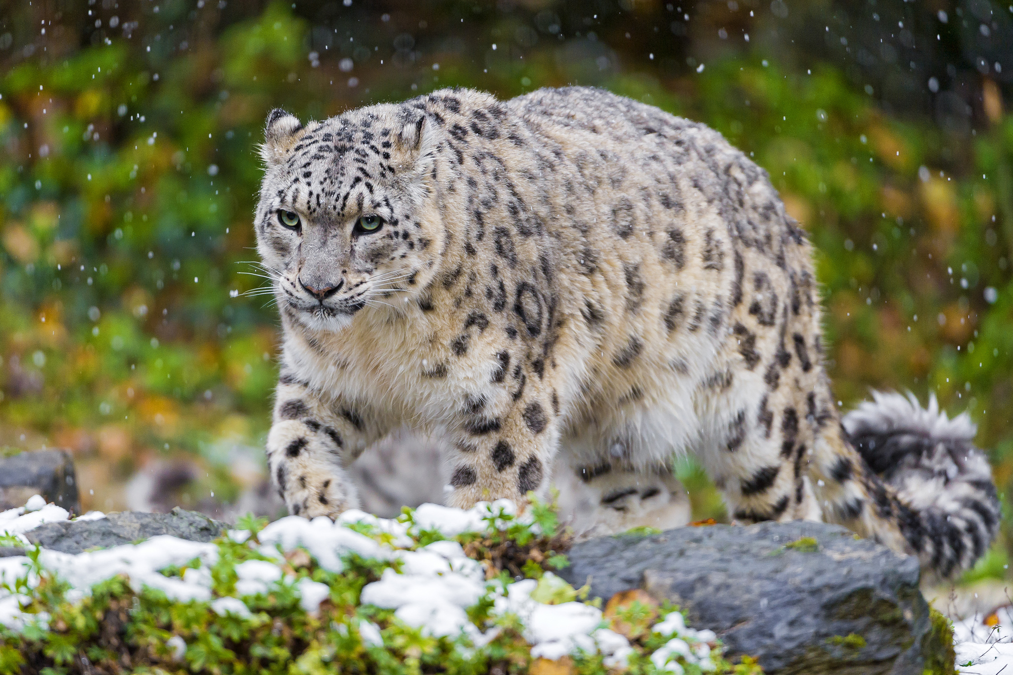 115011 télécharger l'image snow leopard, animaux, herbe, neige, chat, prédateur, irbis - fonds d'écran et économiseurs d'écran gratuits