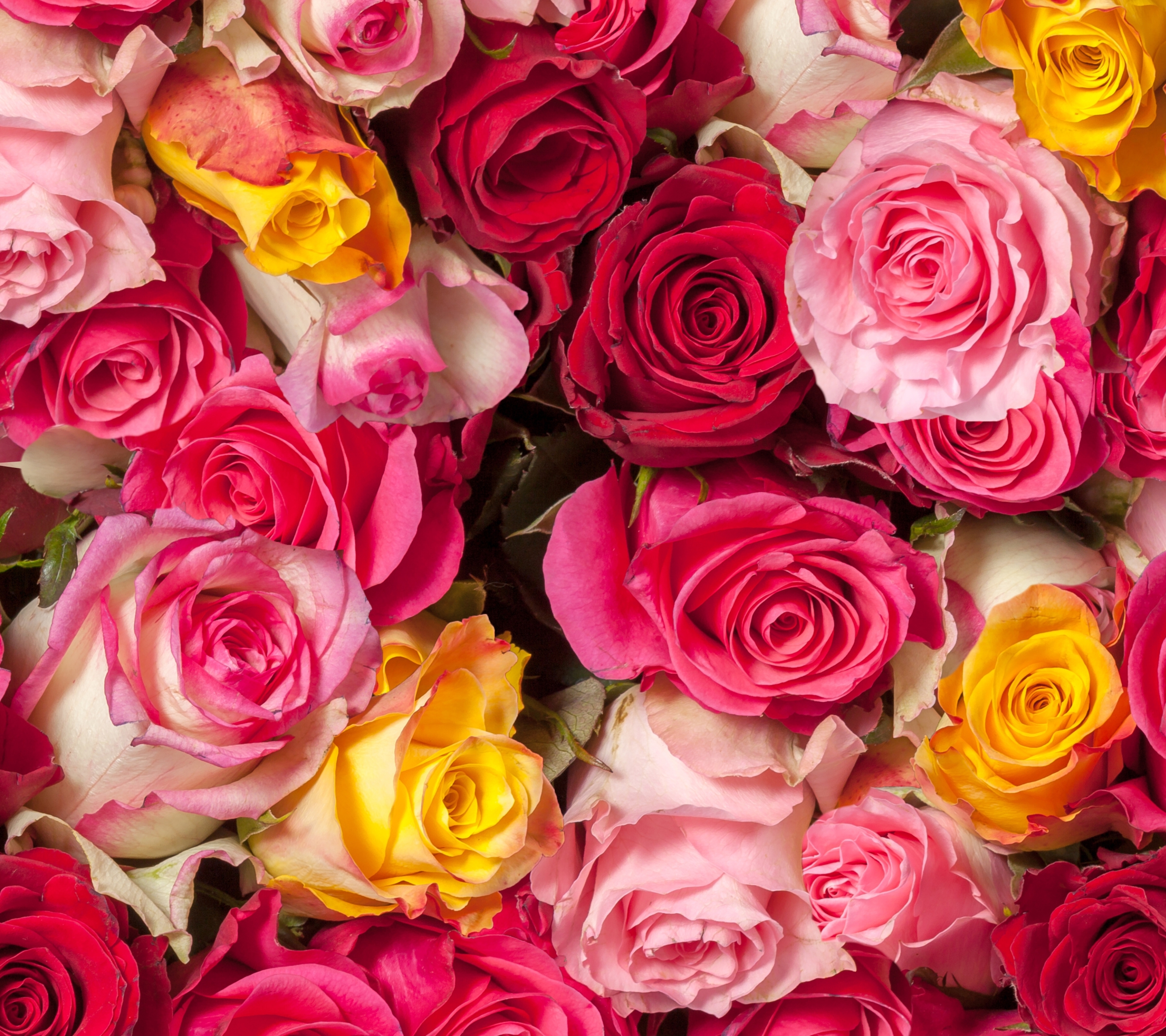 Free download wallpaper Flowers, Flower, Rose, Earth, Colors, Colorful, Yellow Flower, Pink Flower on your PC desktop