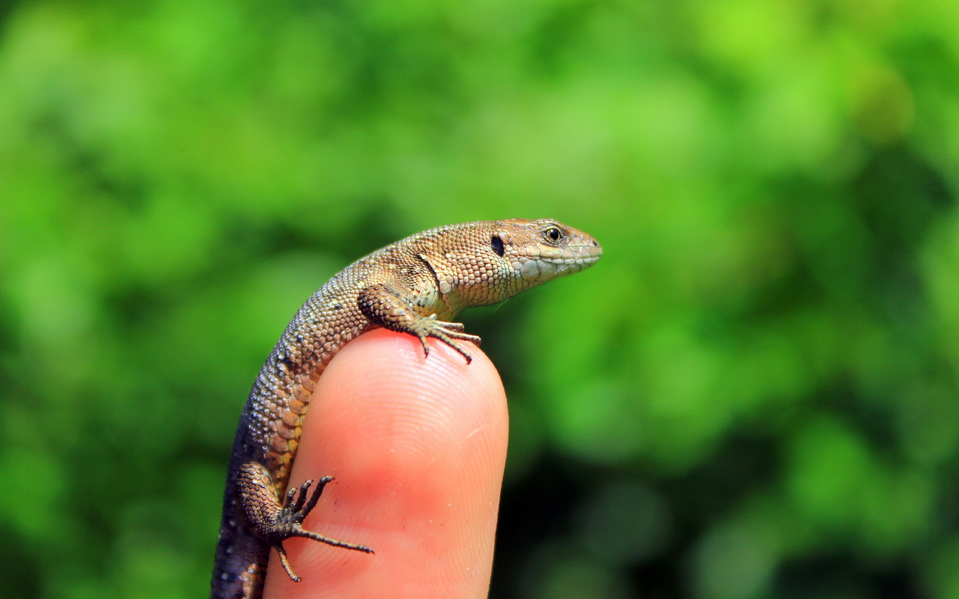 Baixar papel de parede para celular de Lagarto, Répteis, Animais gratuito.