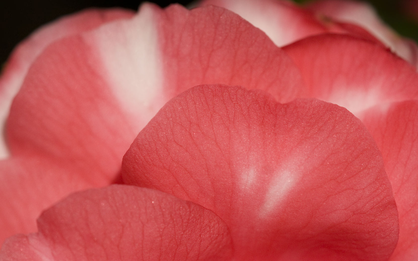 Laden Sie das Blumen, Blume, Erde/natur-Bild kostenlos auf Ihren PC-Desktop herunter