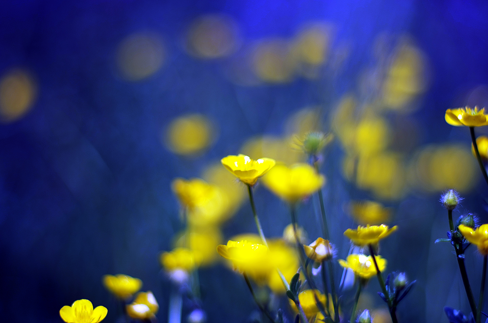 Descarga gratuita de fondo de pantalla para móvil de Naturaleza, Flores, Flor, Flor Amarilla, Tierra/naturaleza, Macrofotografía.