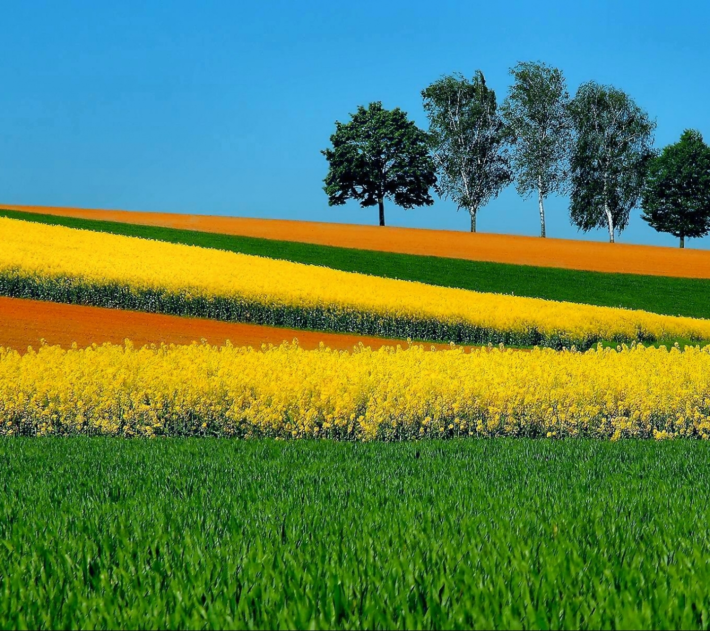 Laden Sie das Landschaft, Baum, Feld, Fotografie, Gras, Aufstellen-Bild kostenlos auf Ihren PC-Desktop herunter