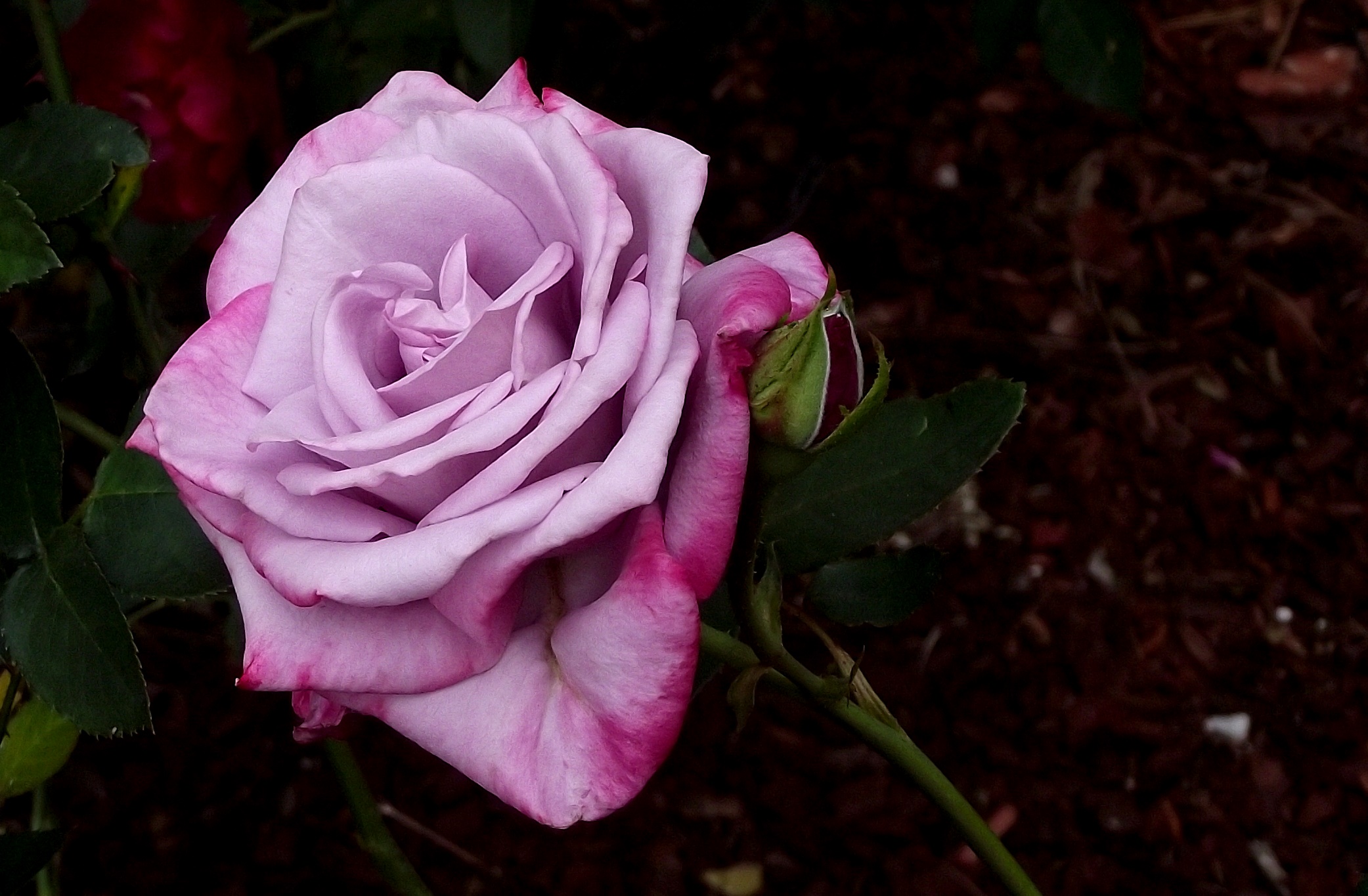 Descarga gratuita de fondo de pantalla para móvil de Flores, Rosa, Tierra/naturaleza.