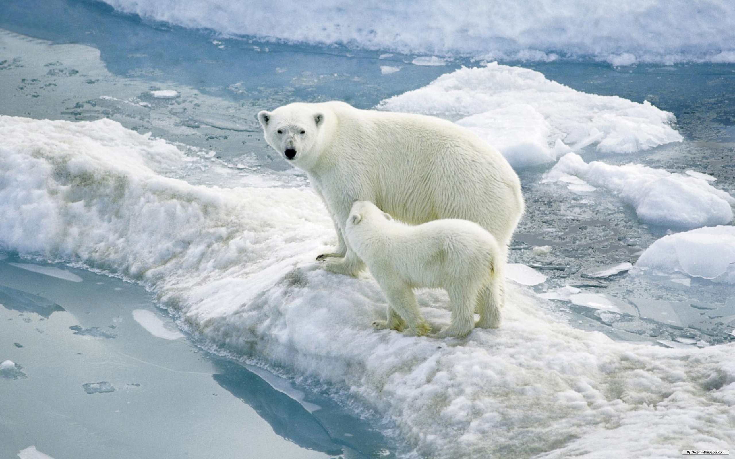 175250 descargar fondo de pantalla oso polar, animales, osos: protectores de pantalla e imágenes gratis