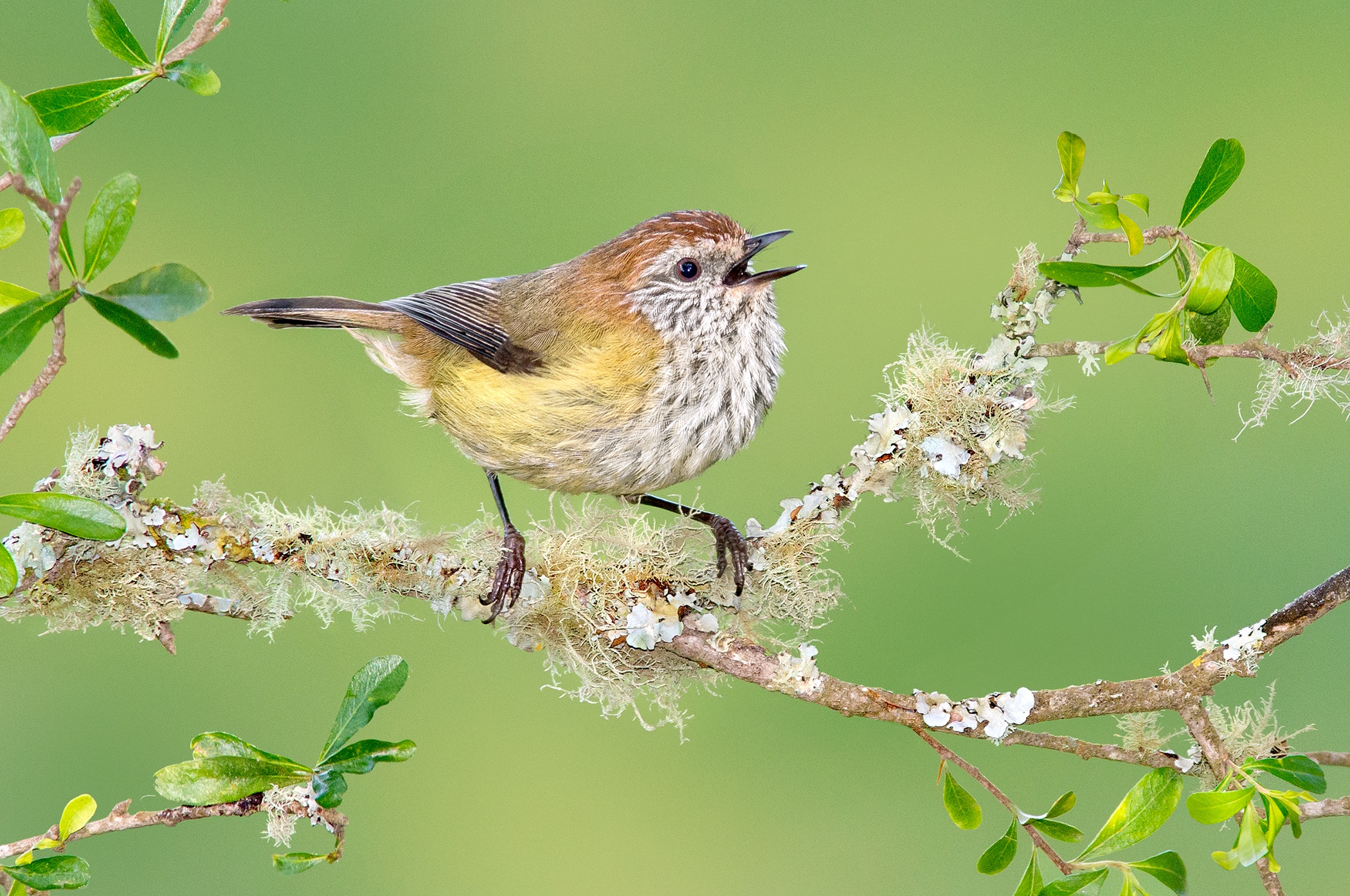 Meilleurs fonds d'écran Thornbill Strié pour l'écran du téléphone