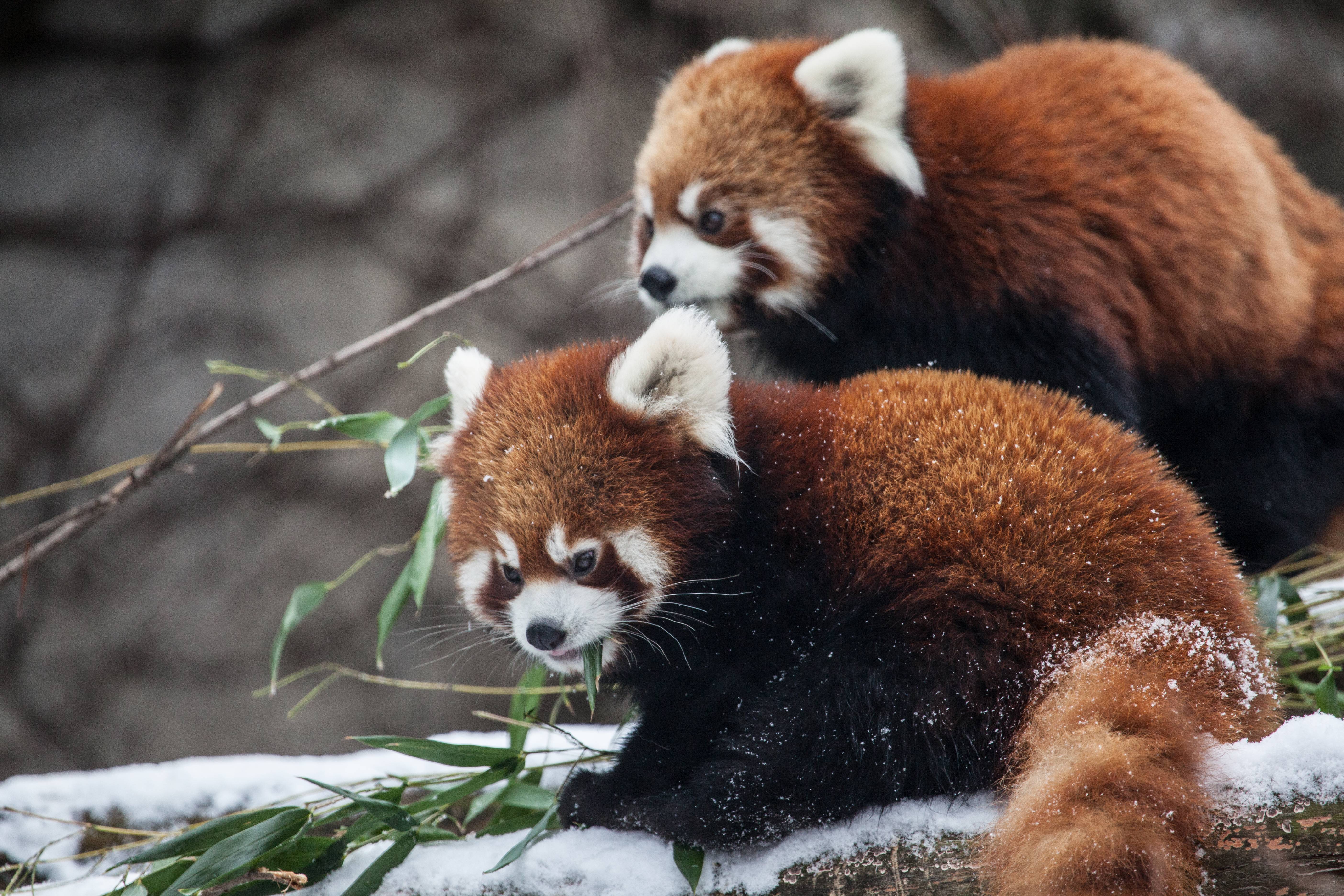 739061 télécharger l'image panda roux, animaux, chicago, zoo - fonds d'écran et économiseurs d'écran gratuits