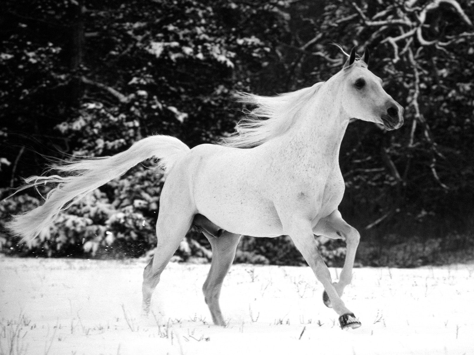 Téléchargez des papiers peints mobile Animaux, Cheval gratuitement.