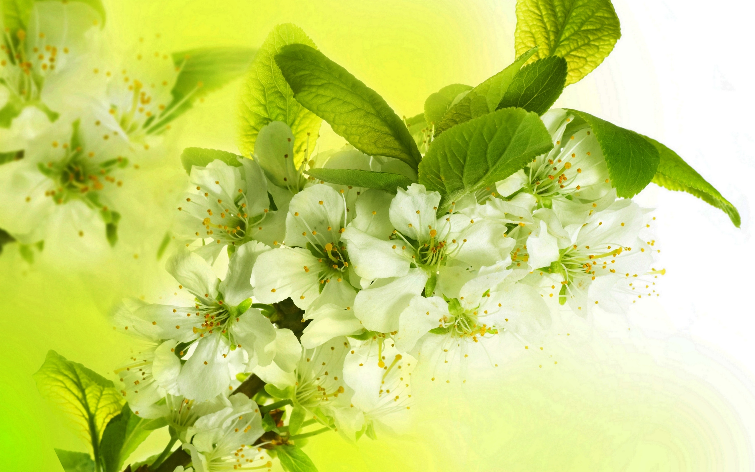 Free download wallpaper Nature, Flowers, Flower, Close Up, Earth, White Flower, Blossom on your PC desktop