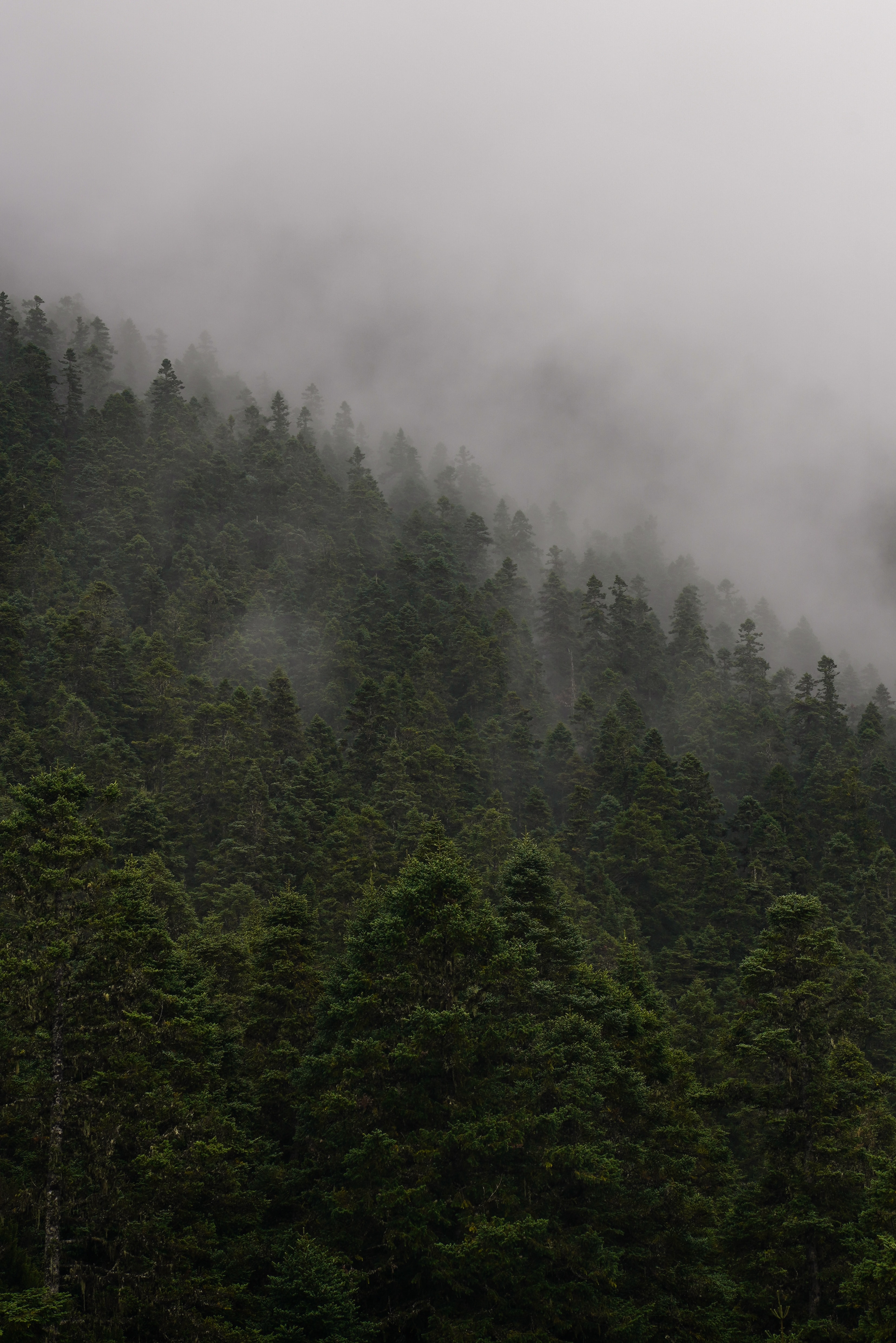 143517 скачать картинку туман, природа, деревья, лес, склон - обои и заставки бесплатно
