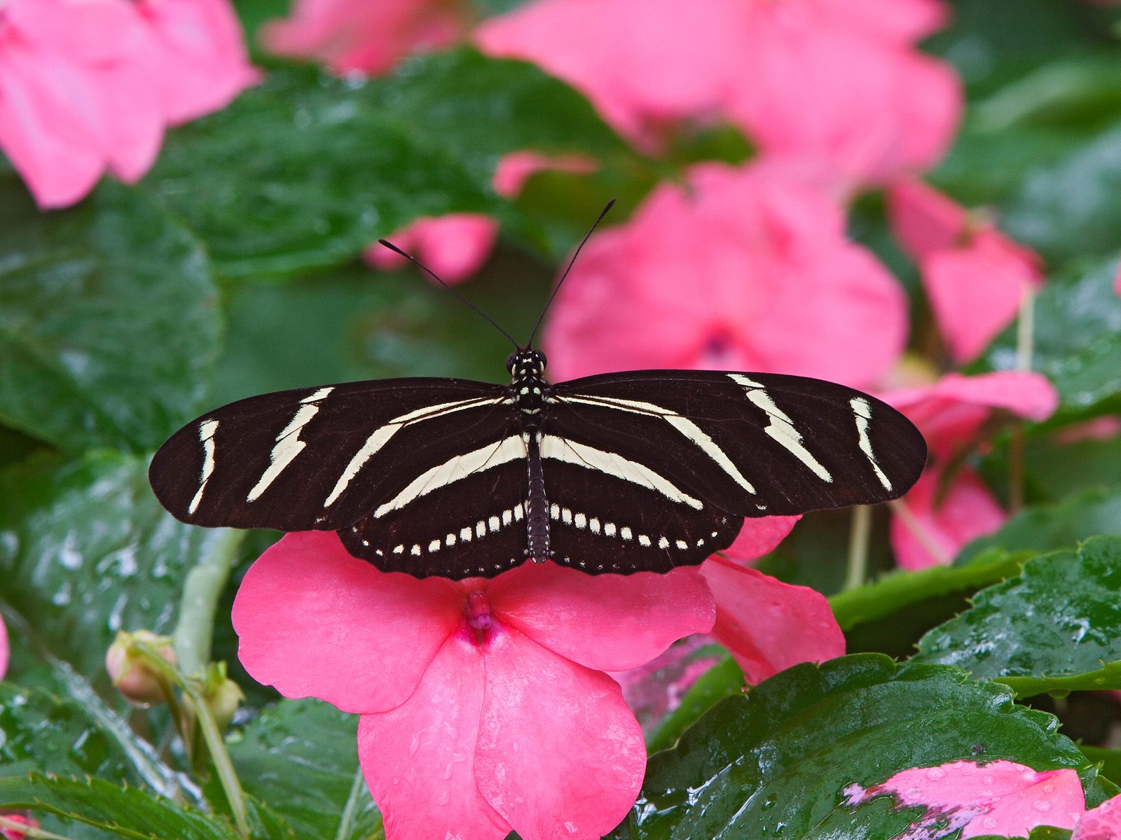 Free download wallpaper Butterfly, Animal on your PC desktop