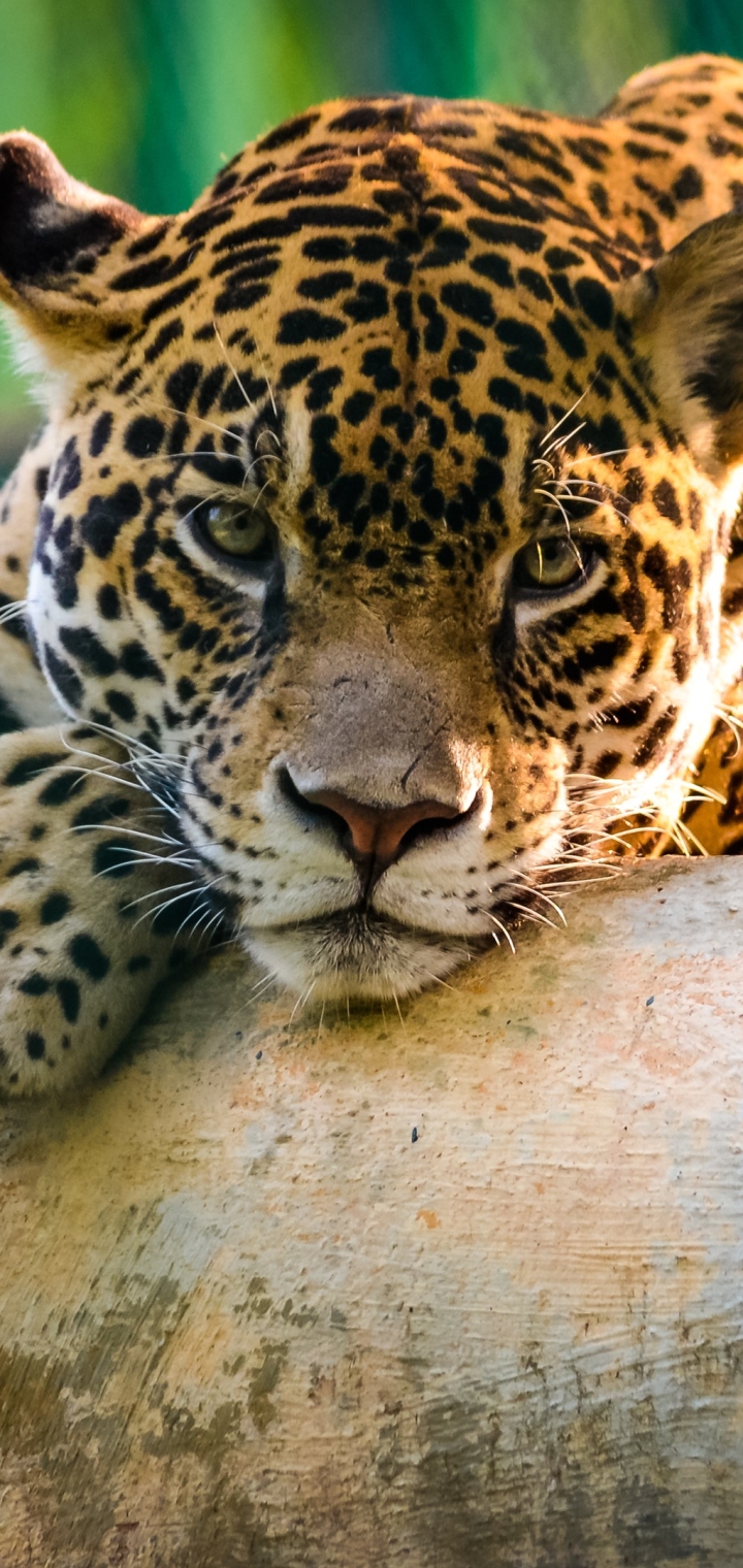 Download mobile wallpaper Cats, Jaguar, Animal for free.