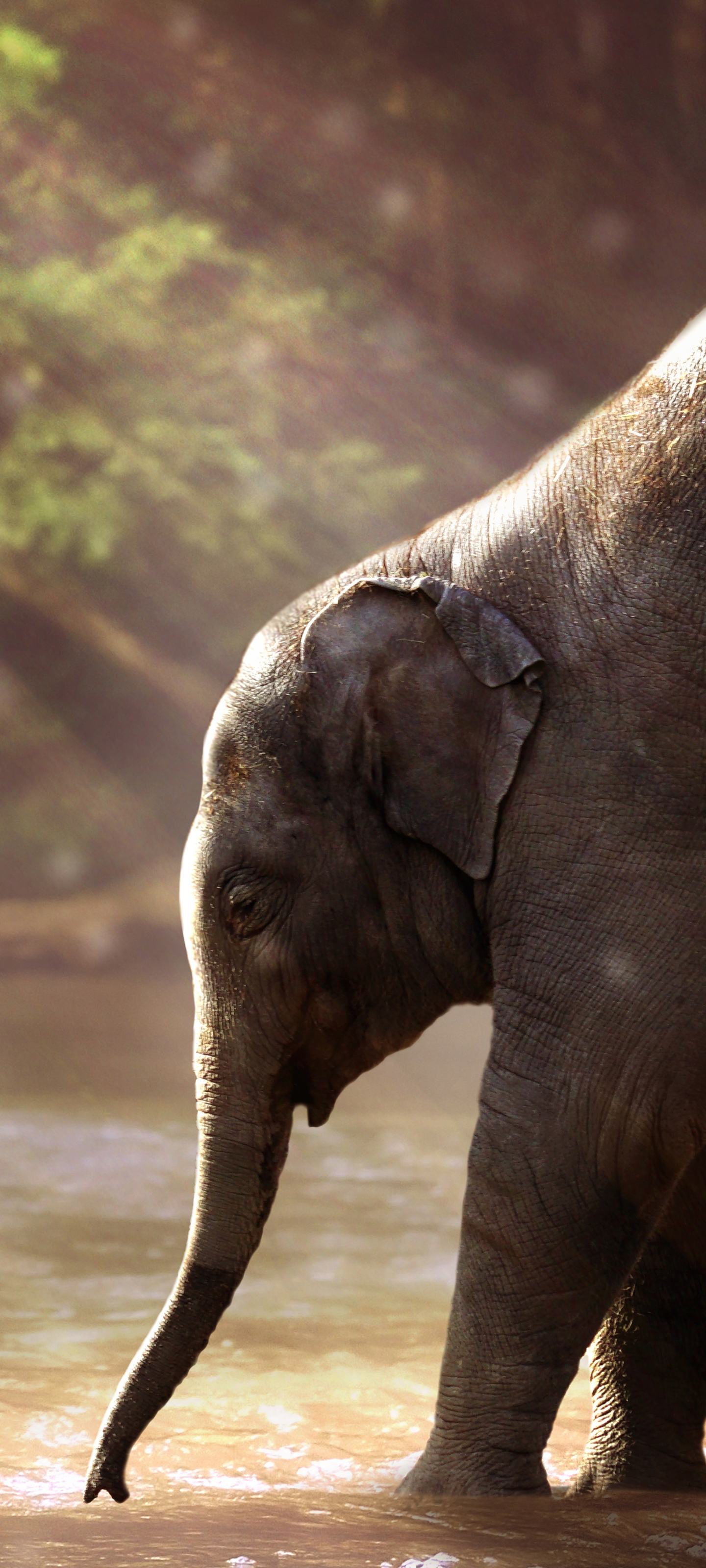 Download mobile wallpaper Elephants, Animal, Baby Animal, Asian Elephant for free.