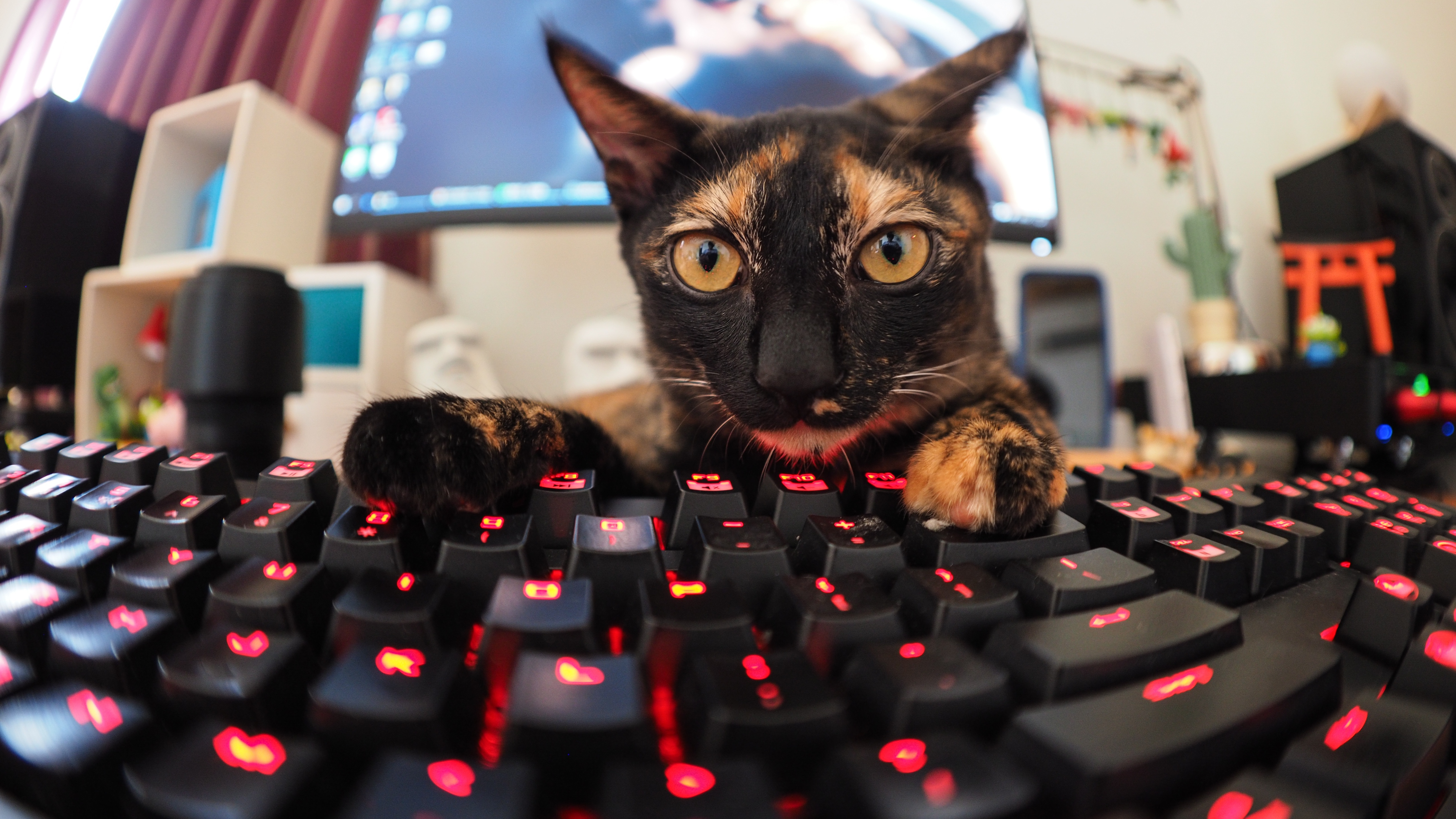 Laden Sie das Tiere, Katzen, Katze, Lustig, Tastatur, Starren-Bild kostenlos auf Ihren PC-Desktop herunter
