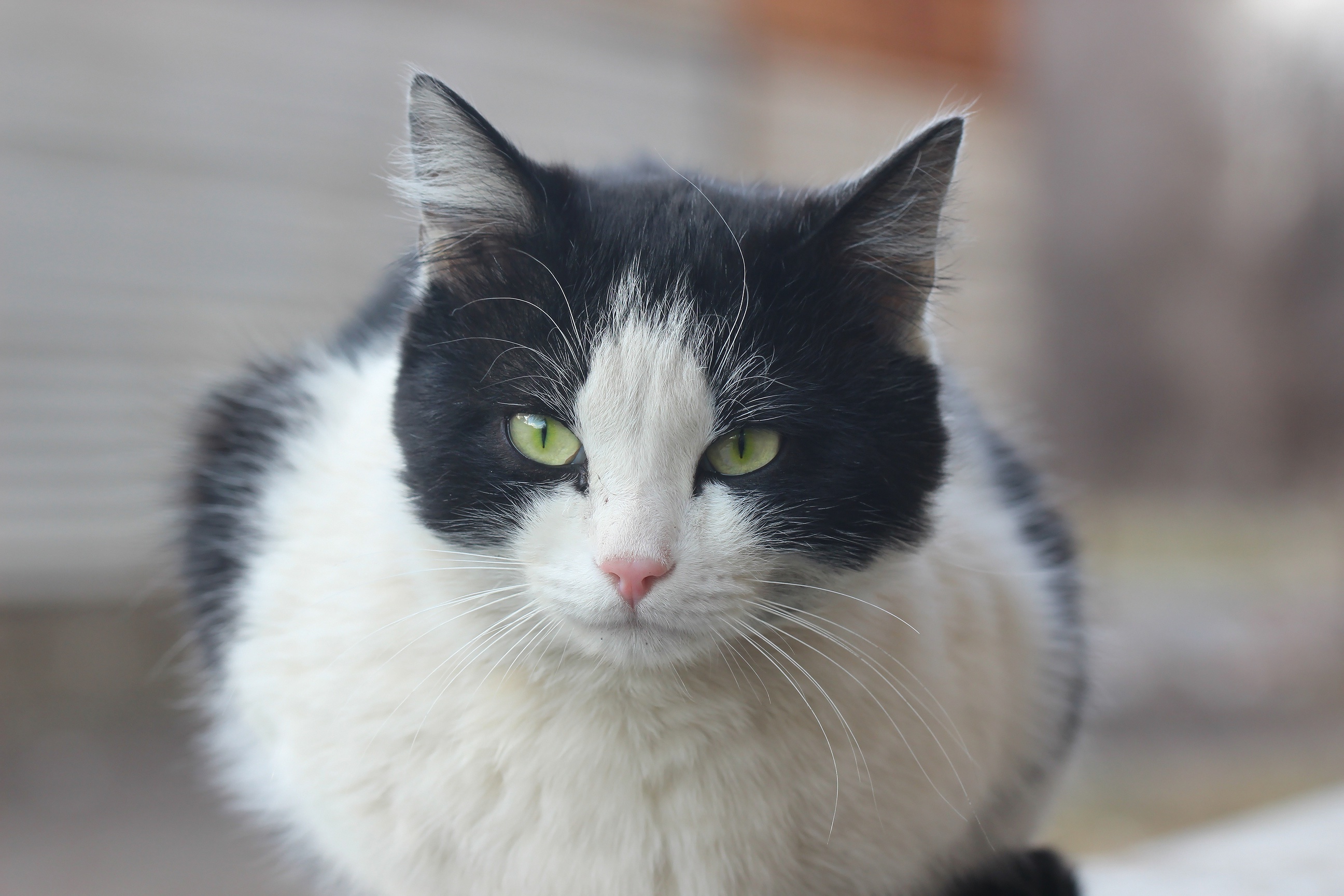 Baixe gratuitamente a imagem Animais, Gatos, Gato na área de trabalho do seu PC