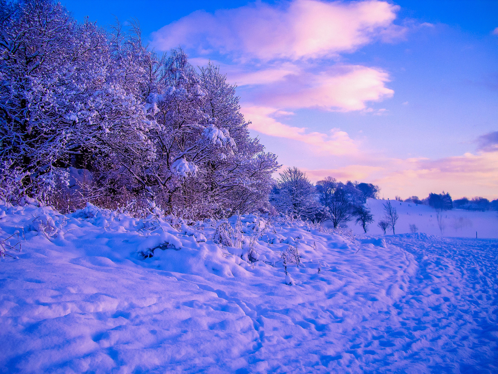 Handy-Wallpaper Winter, Schnee, Wald, Baum, Erde/natur kostenlos herunterladen.