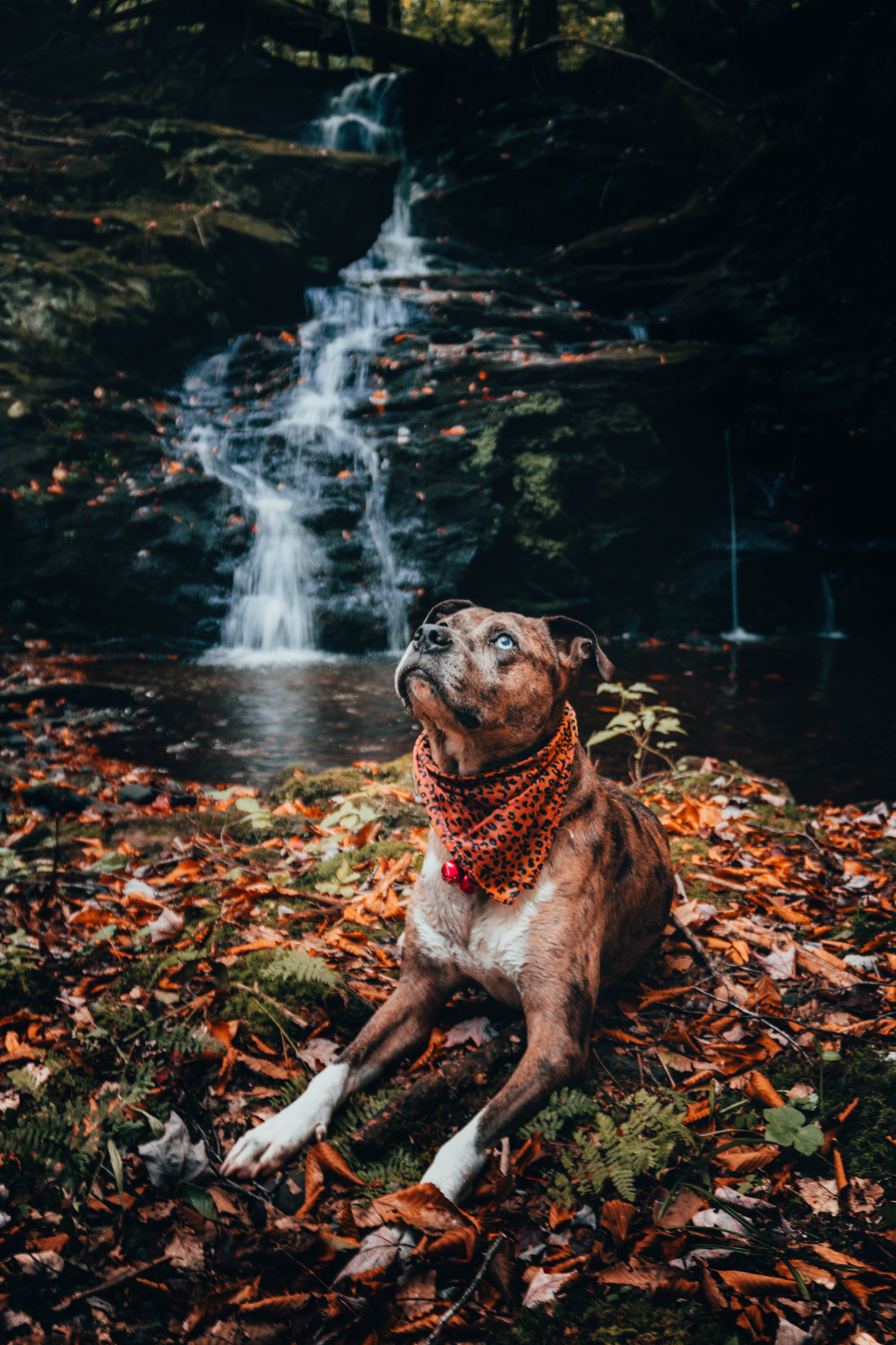 Free download wallpaper Opinion, Pet, Sight, Animals, Foliage, Waterfall, Dog on your PC desktop