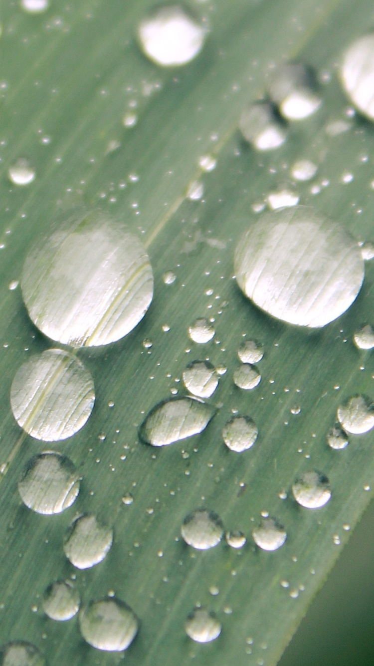 Download mobile wallpaper Nature, Macro, Leaf, Earth, Water Drop for free.