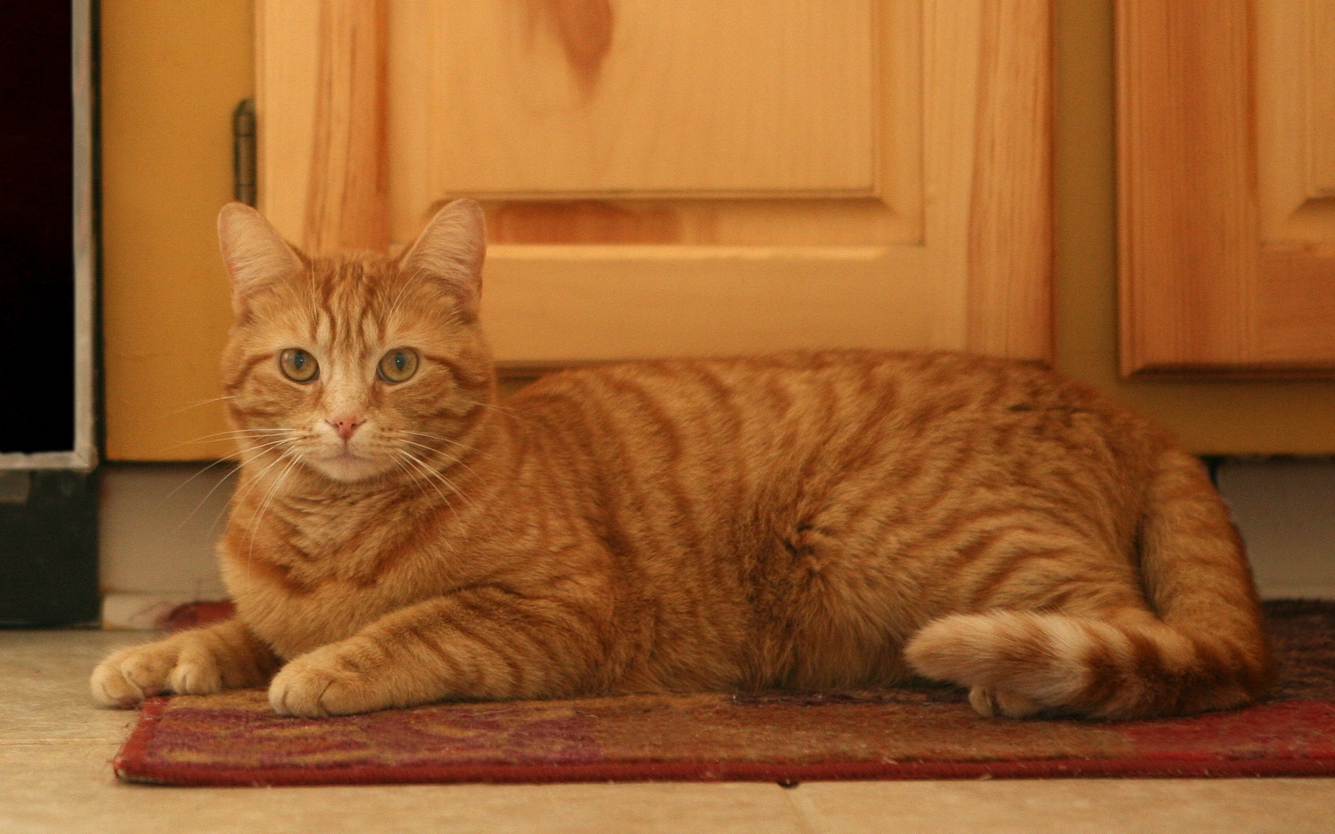 Baixe gratuitamente a imagem Animais, Gatos, Gato na área de trabalho do seu PC