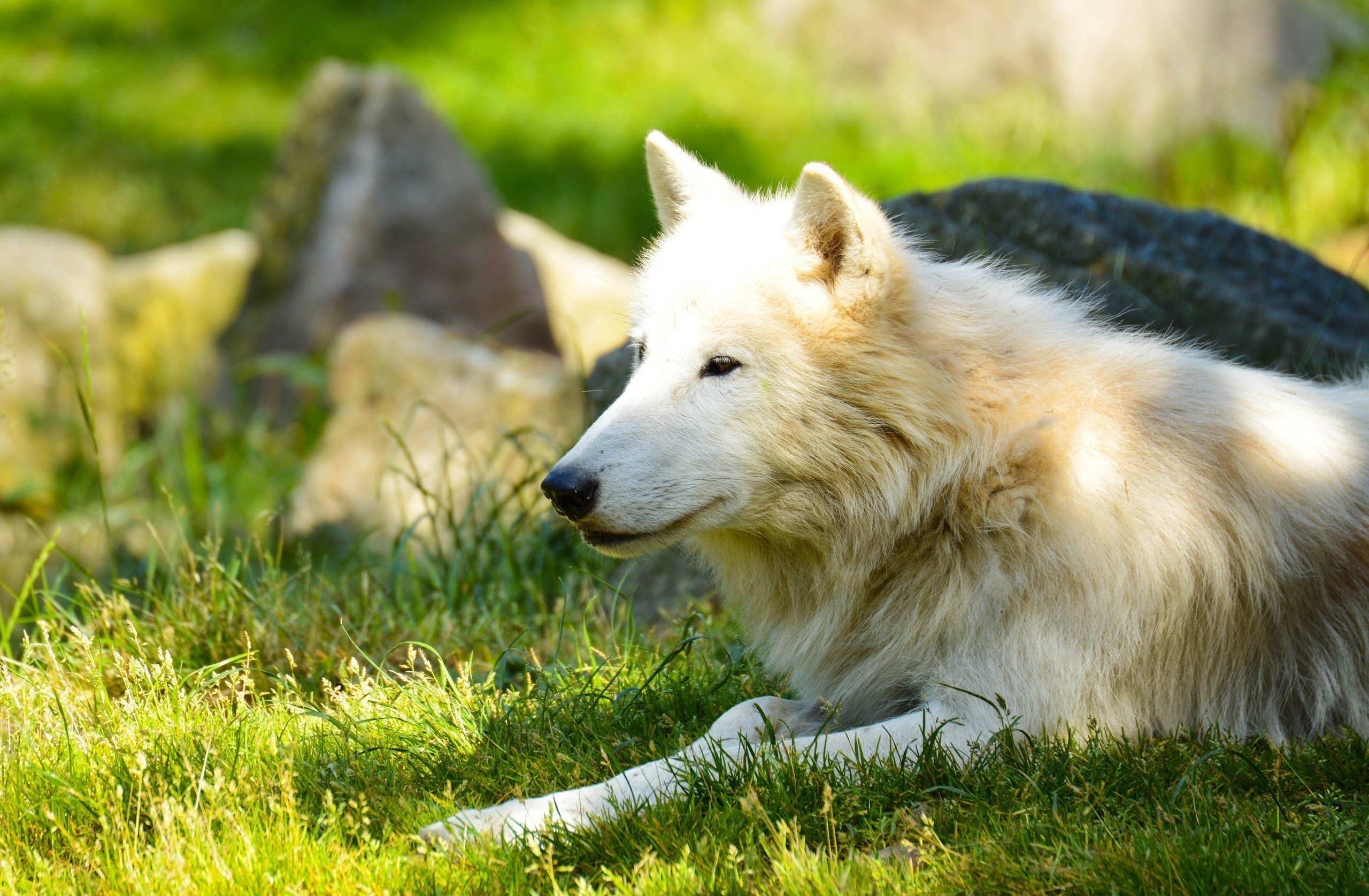 343352 Bild herunterladen tiere, wolf, sonnenschein, weißer wolf, wolves - Hintergrundbilder und Bildschirmschoner kostenlos