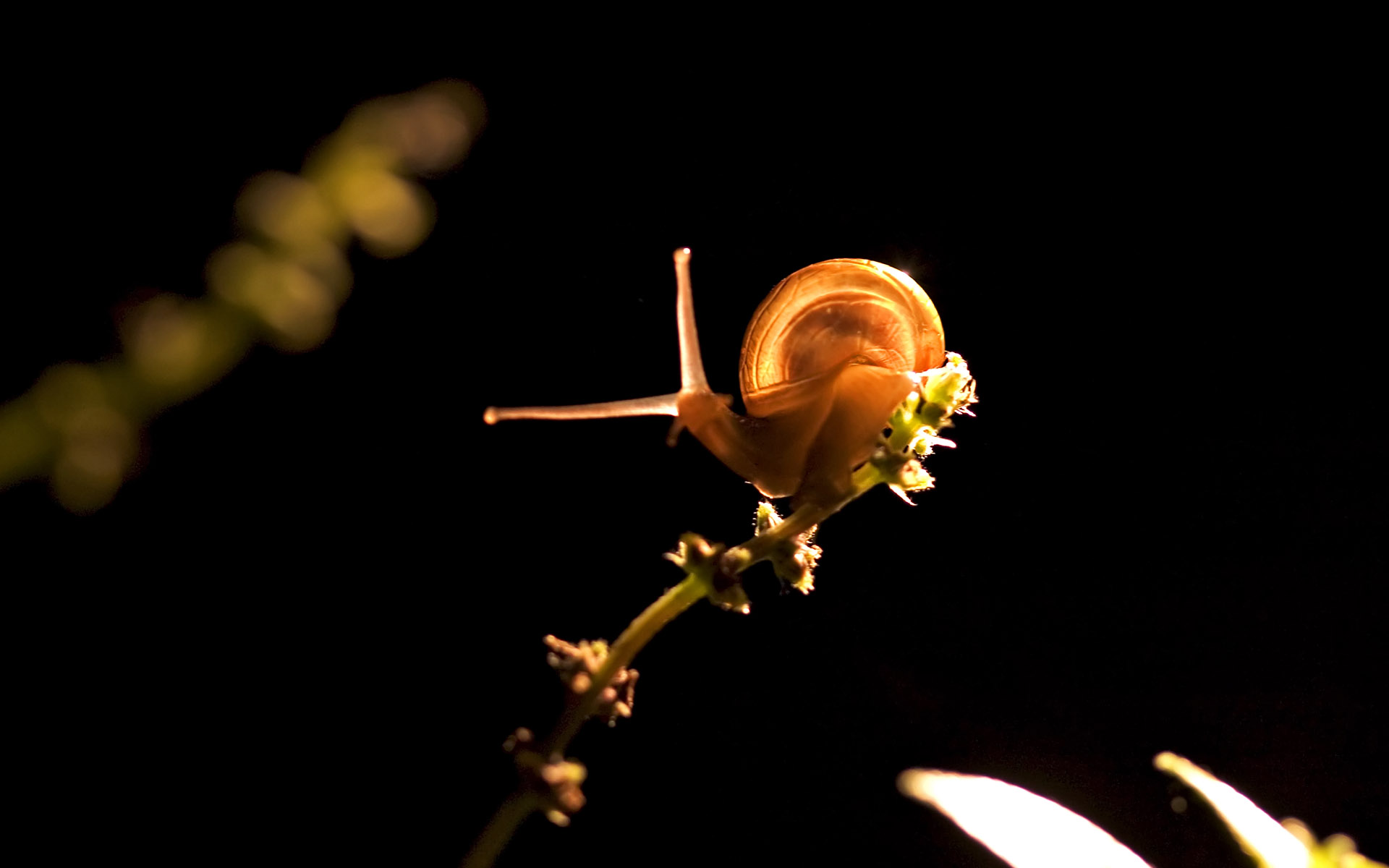 584453 Fondos de pantalla e Caracol imágenes en el escritorio. Descarga protectores de pantalla  en tu PC gratis