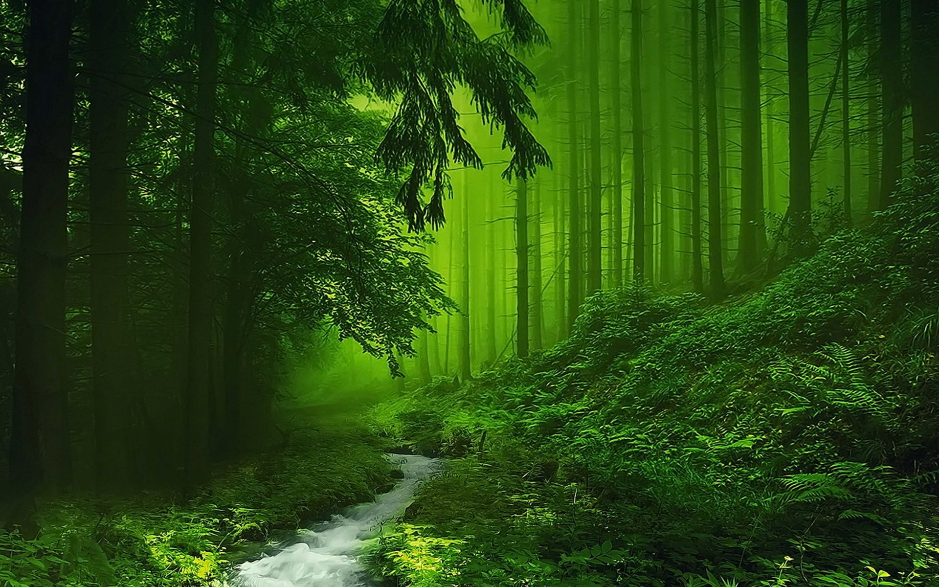 740092 завантажити картинку зелень, ліс, природа, земля, туман, потік, дерево - шпалери і заставки безкоштовно