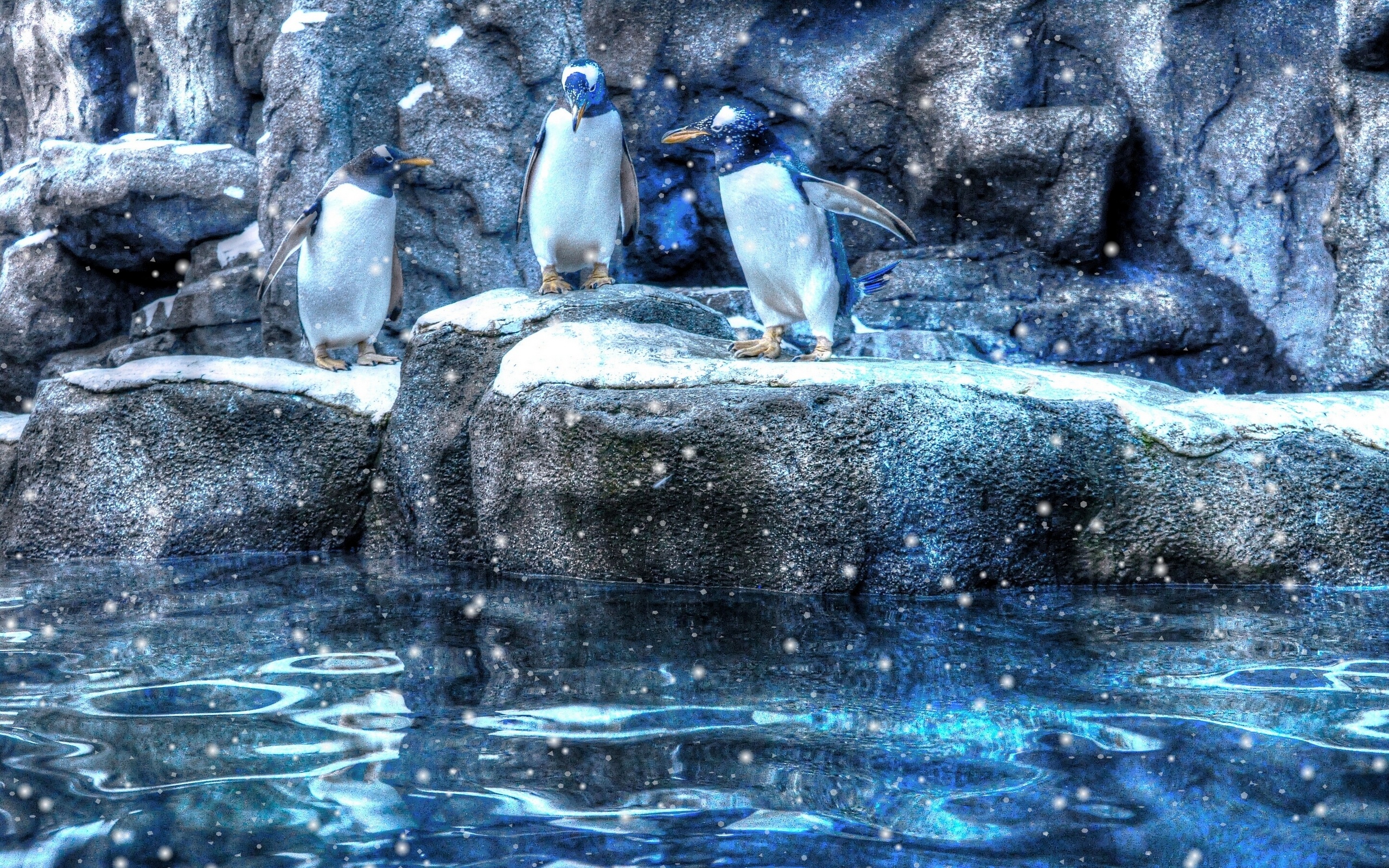 317123 Hintergrundbilder und Pinguin Bilder auf dem Desktop. Laden Sie  Bildschirmschoner kostenlos auf den PC herunter