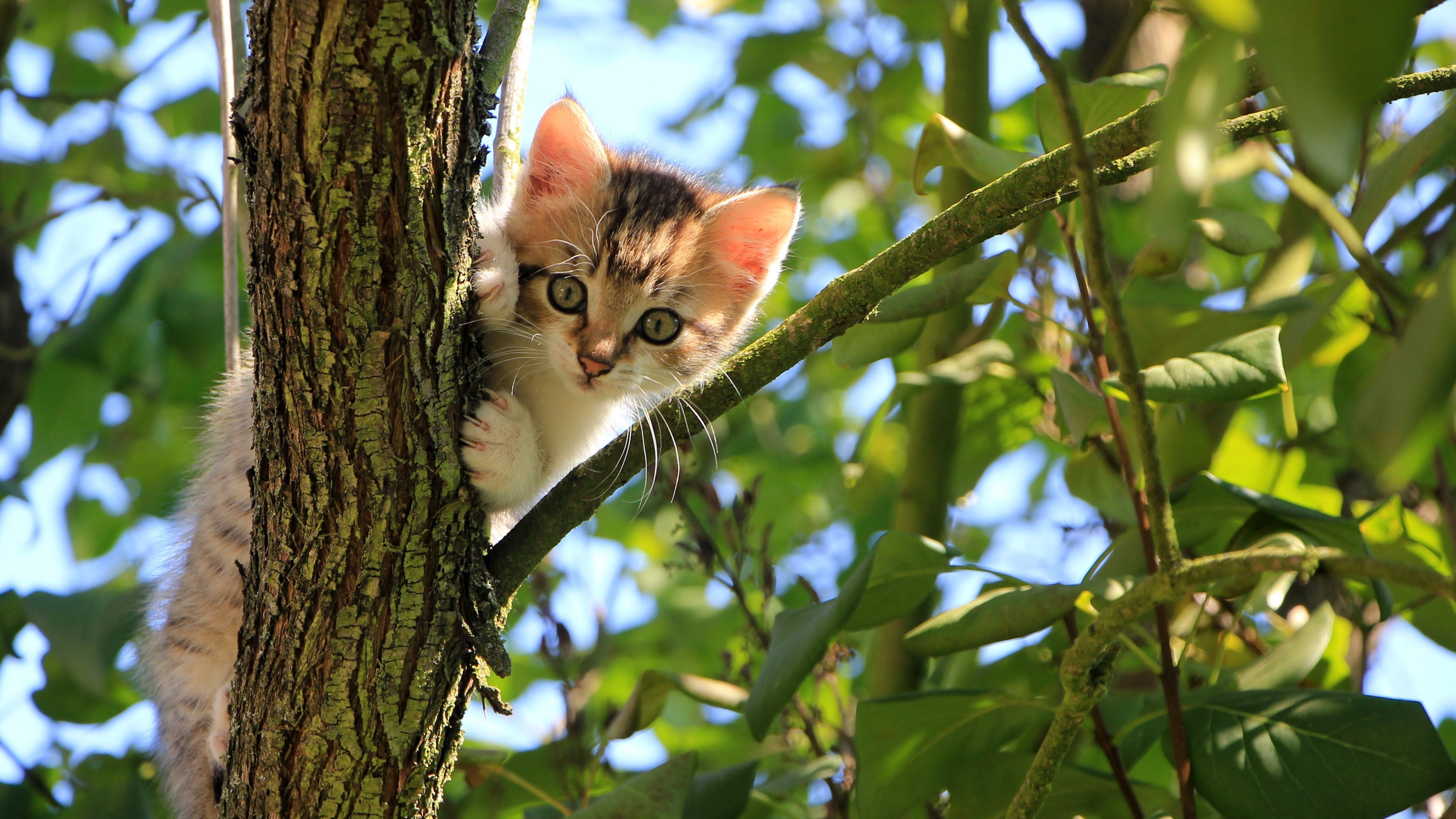 Скачати мобільні шпалери Кішка, Кошеня, Тварина, Коти, Дитинча Тварини безкоштовно.