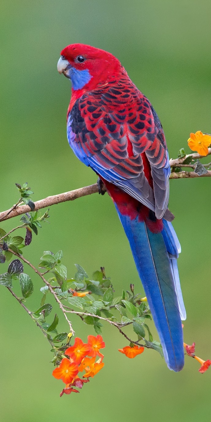 Download mobile wallpaper Birds, Animal, Parrot, Rosella, Crimson Rosella for free.